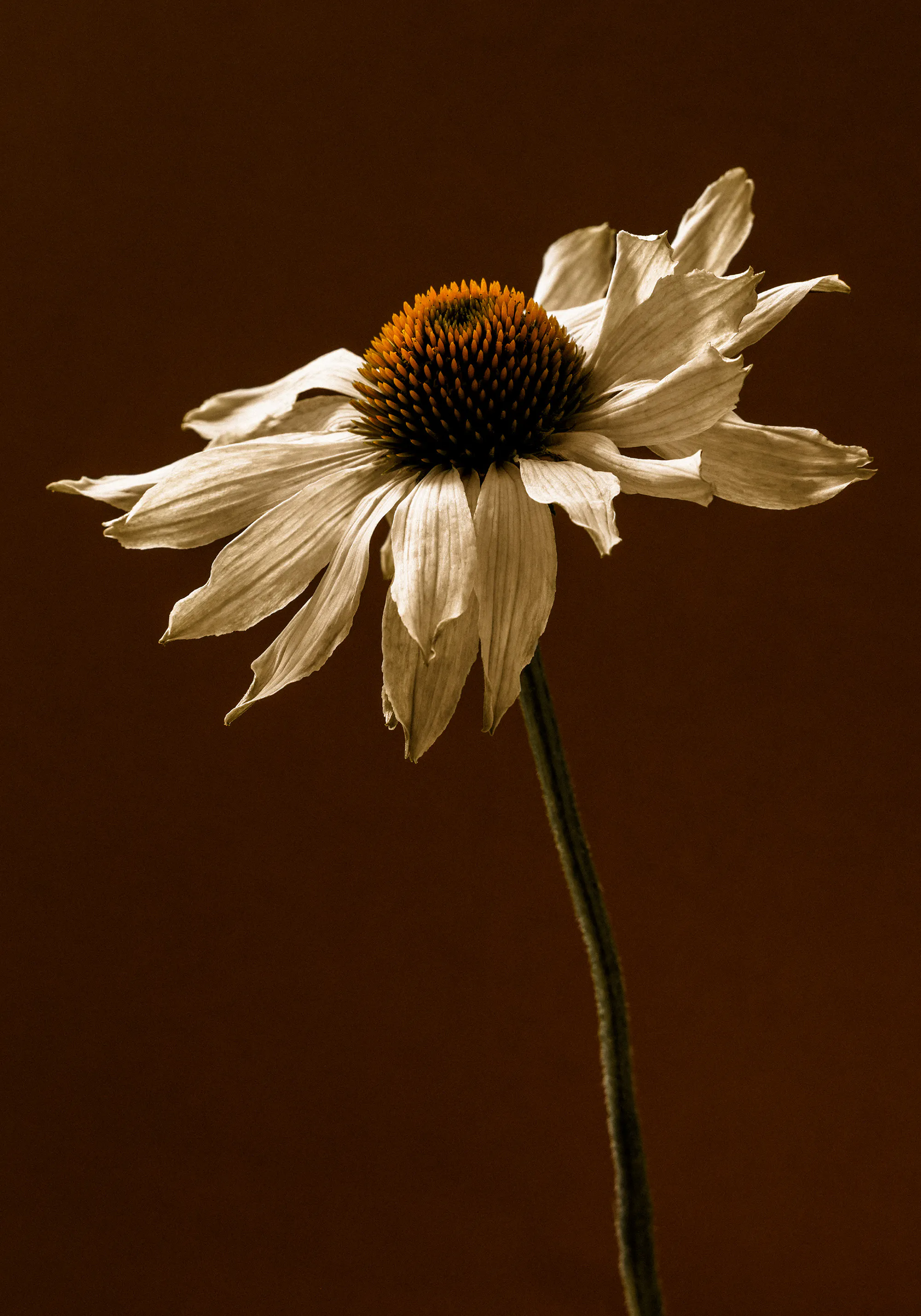 End of Bloom Poster 0