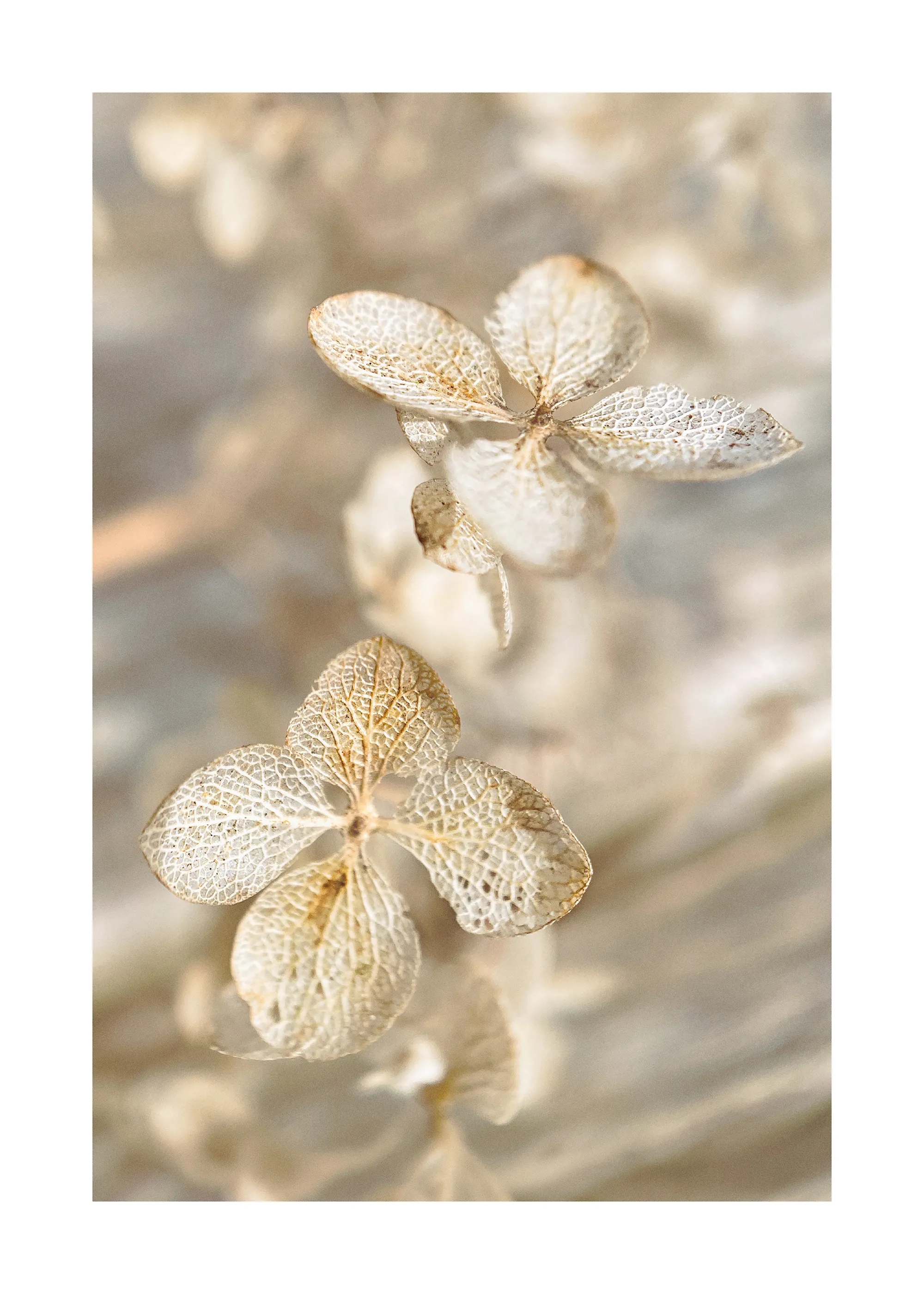 Dried Hydrangea Poster 0