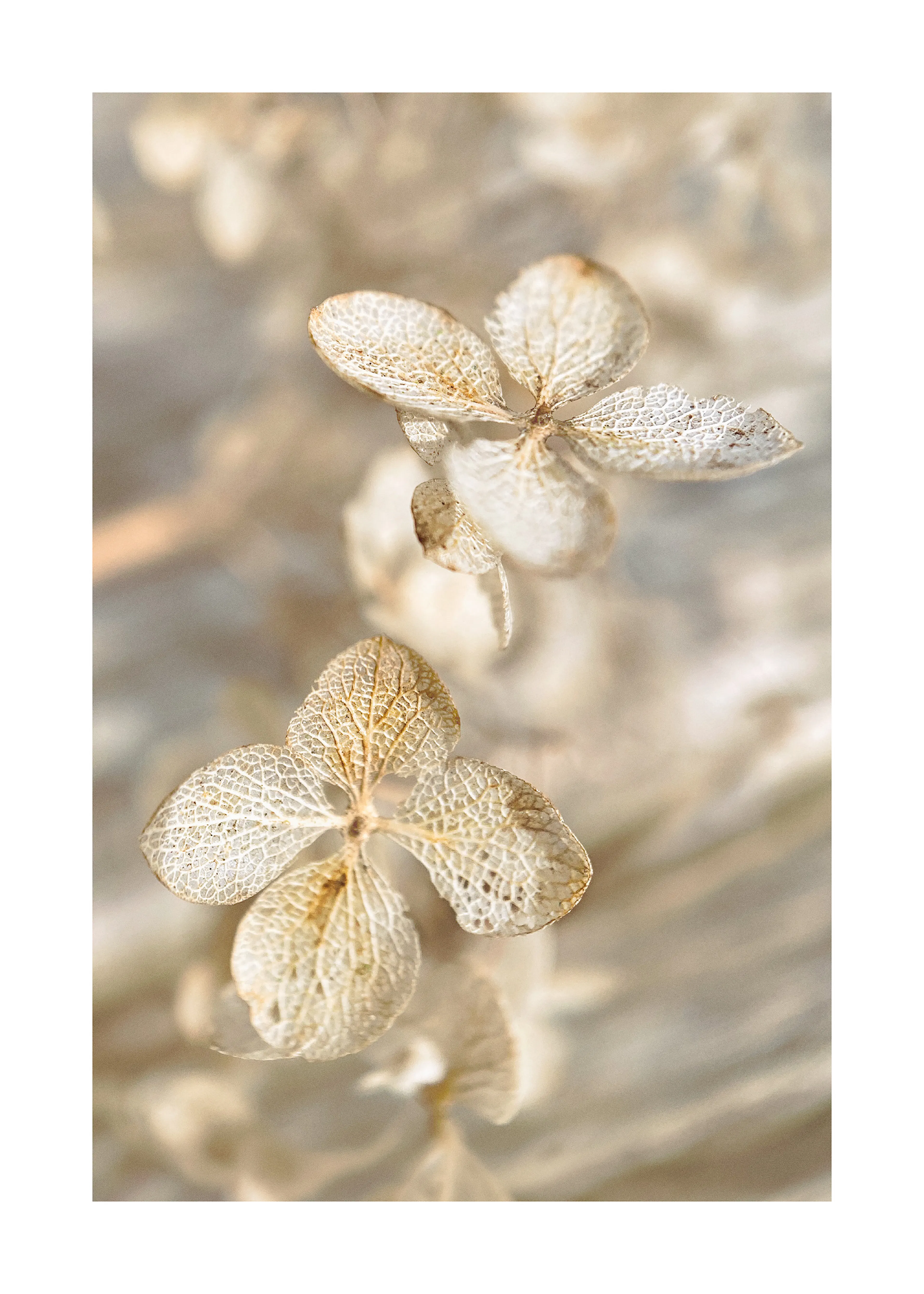 Dried Hydrangea Poster 0