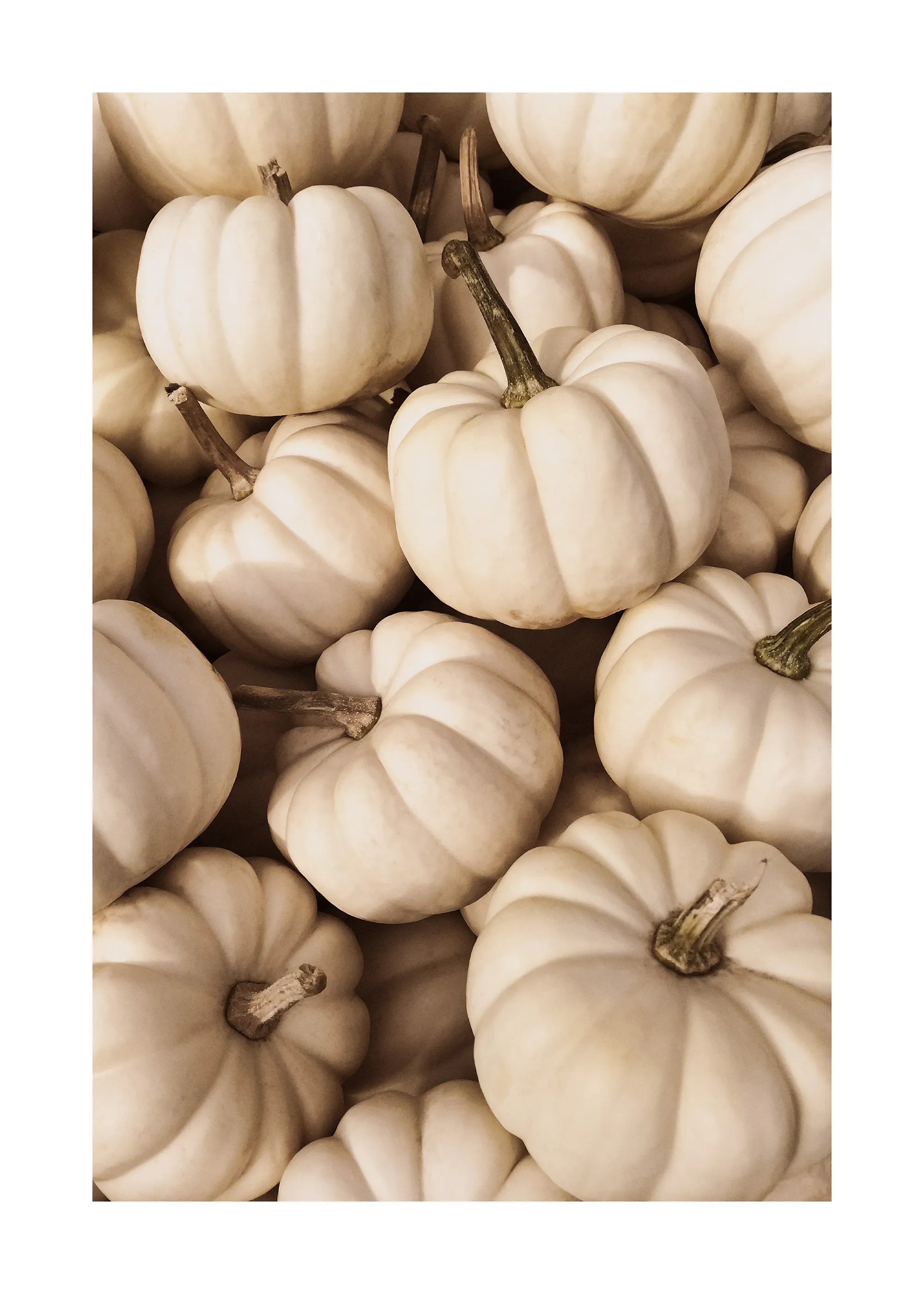 White Pumpkins Juliste 0