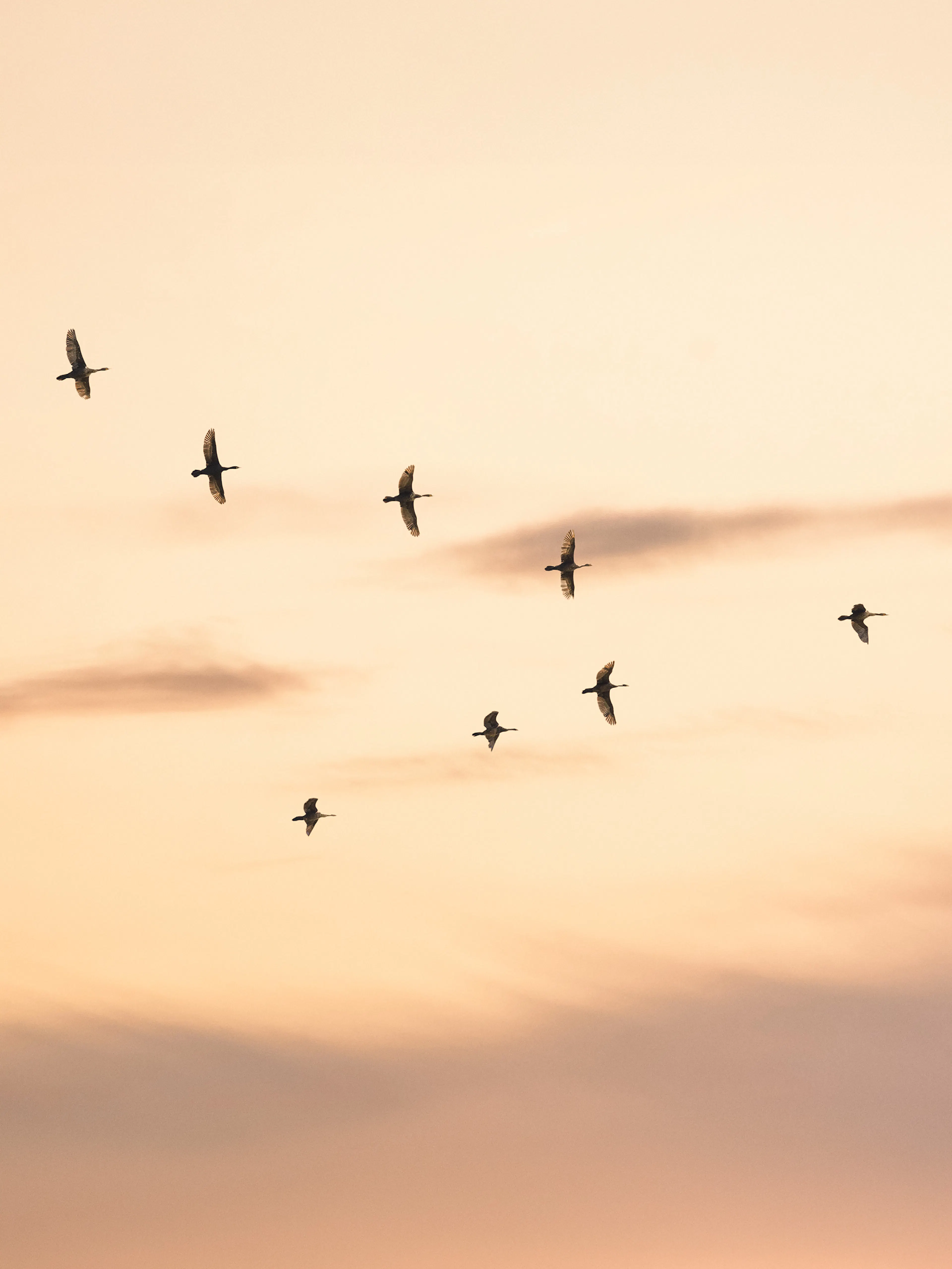 Migratory Birds Poster 0