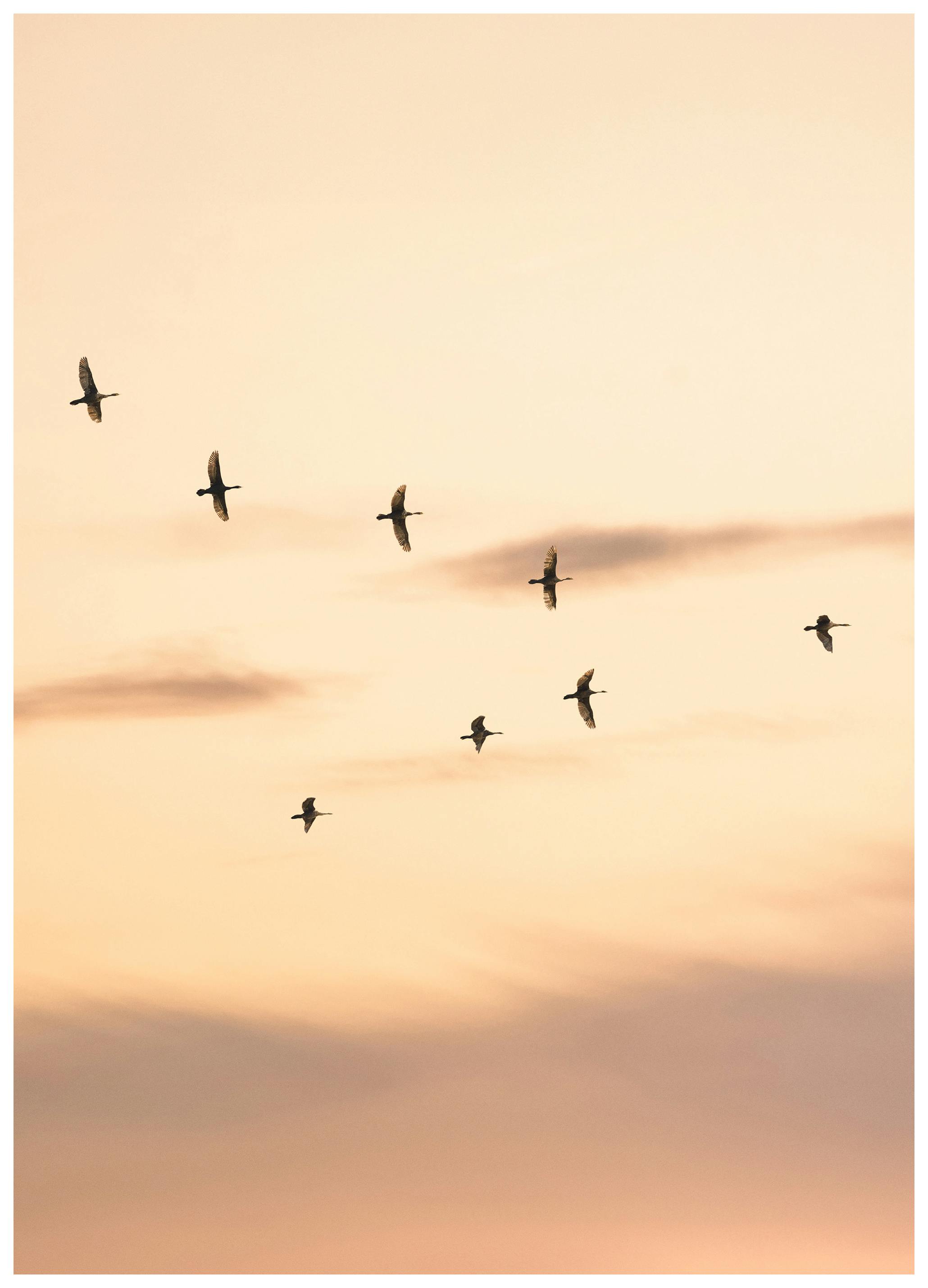 Prints - Migratory Birds Print (40x50 cm) - Photography prints