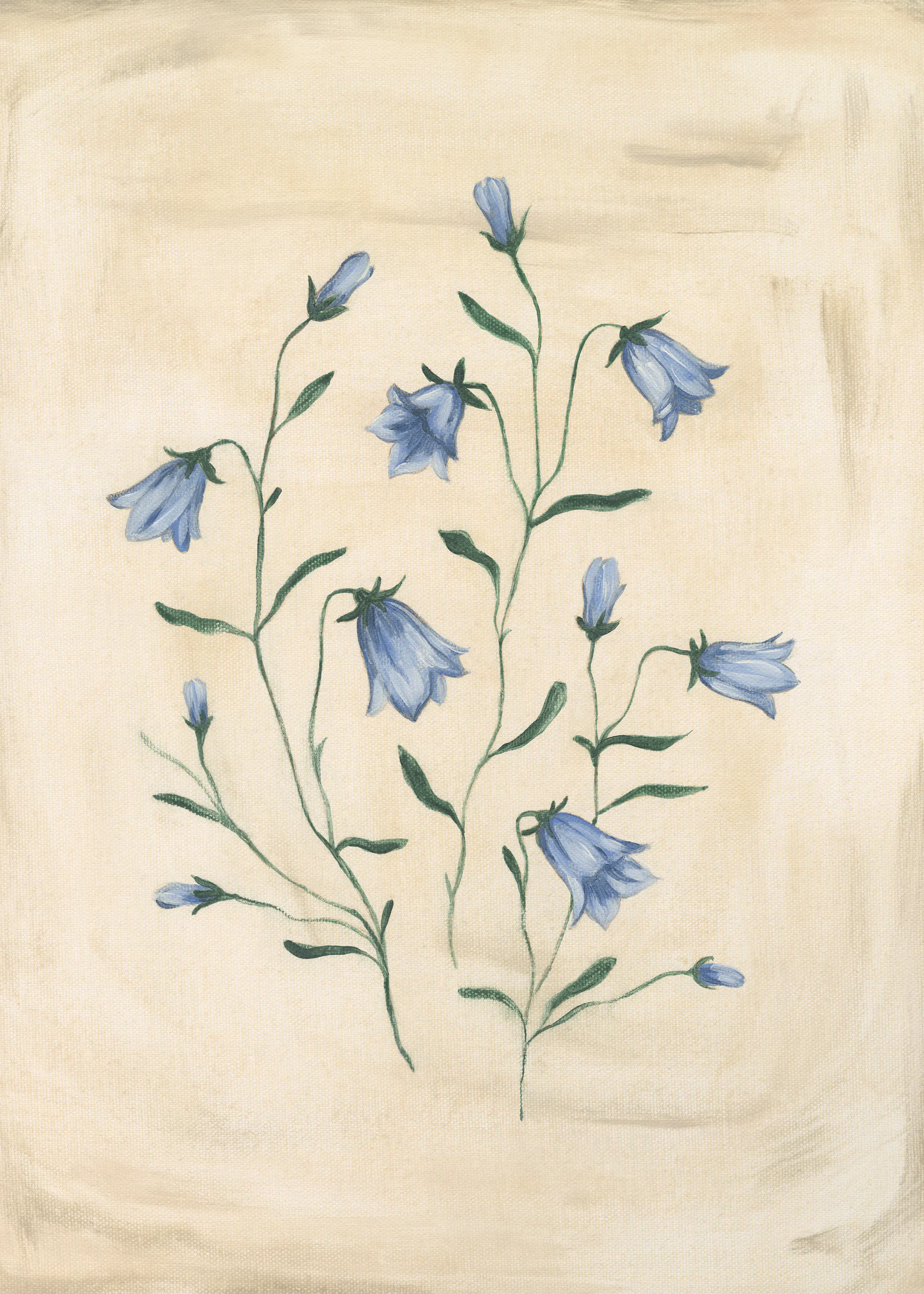 Bluebell Study Print 0