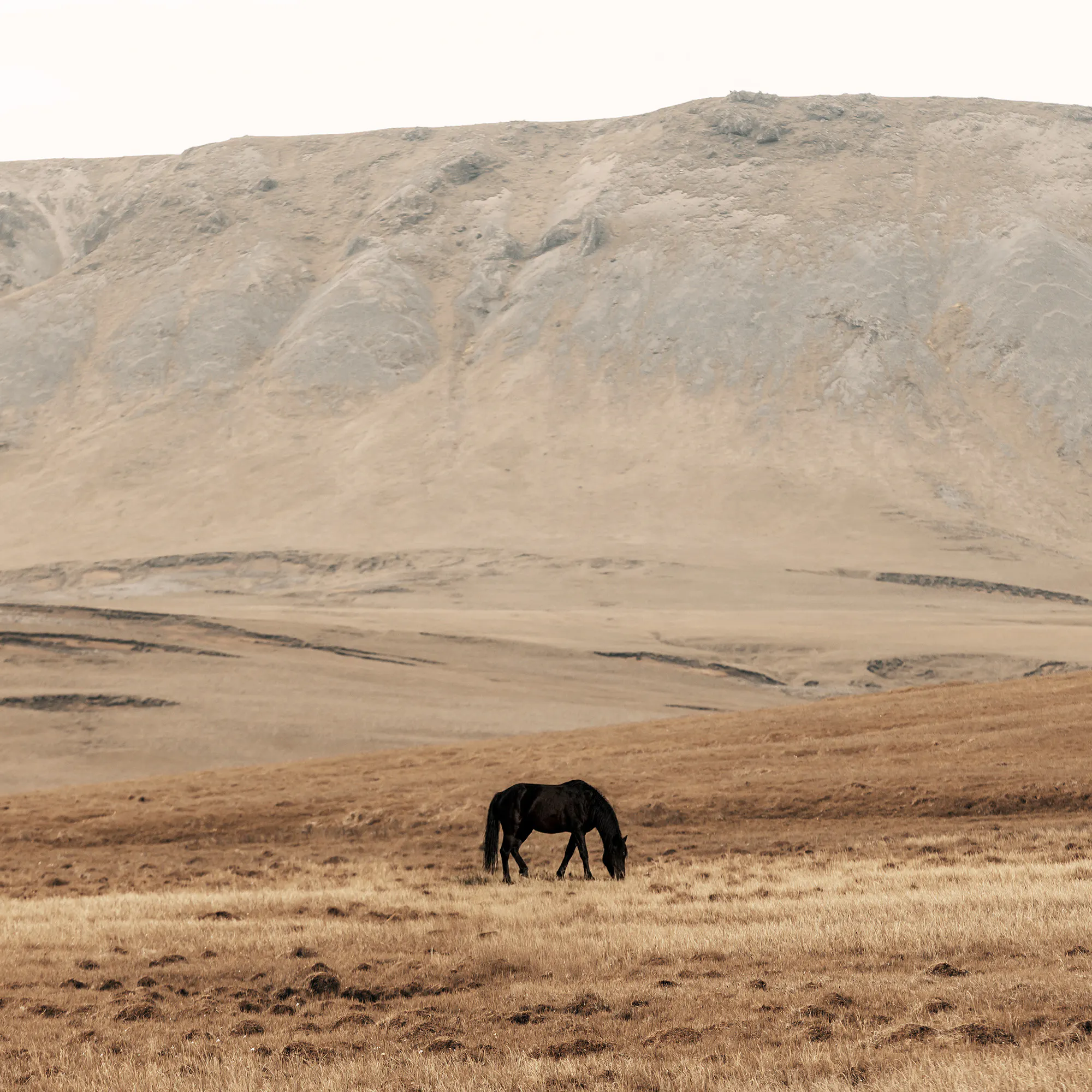 Horse in Meadow Poster 0