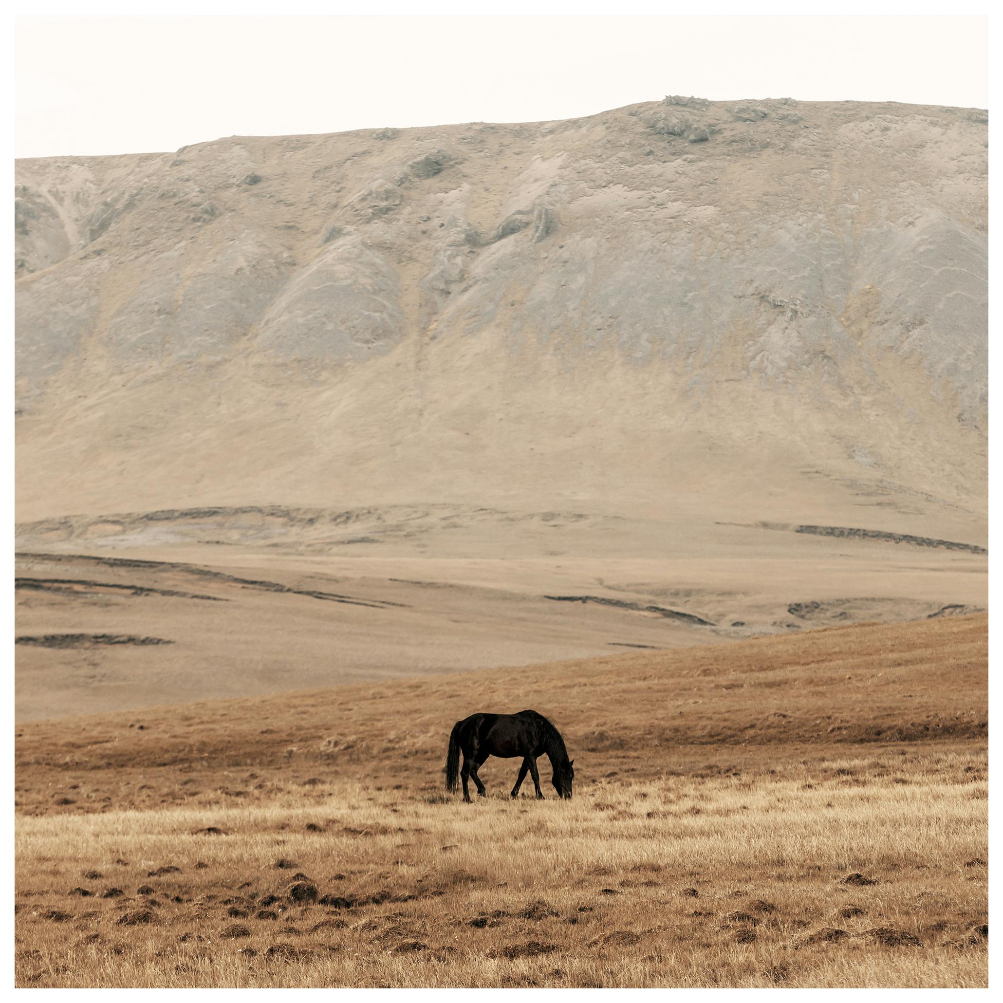 Horse in Meadow Poster (50x50 cm)
