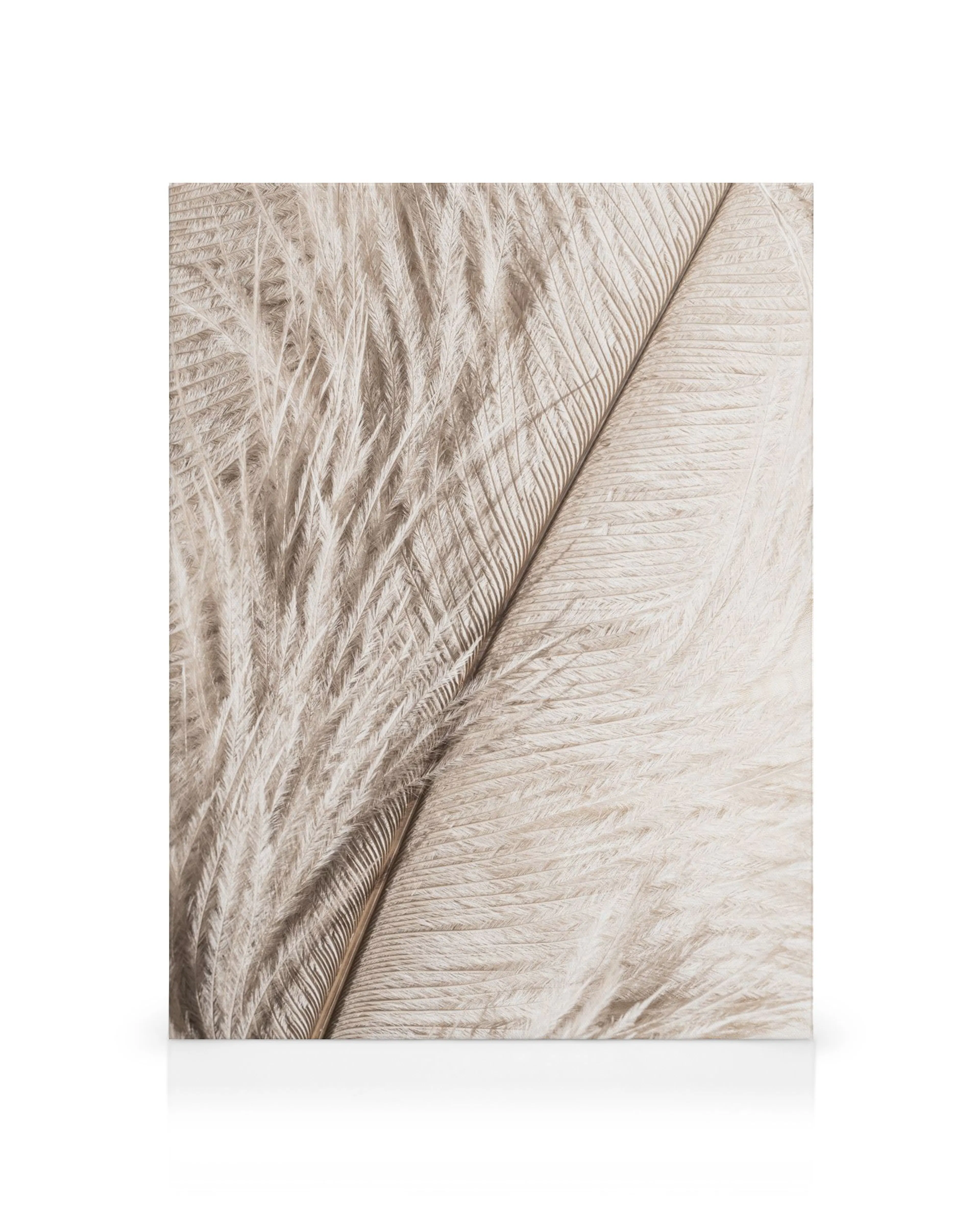 Nahaufnahme einer detailreichen Feder in Beige- und Brauntönen, die feine Texturen und eine diagonale Linie zeigt.