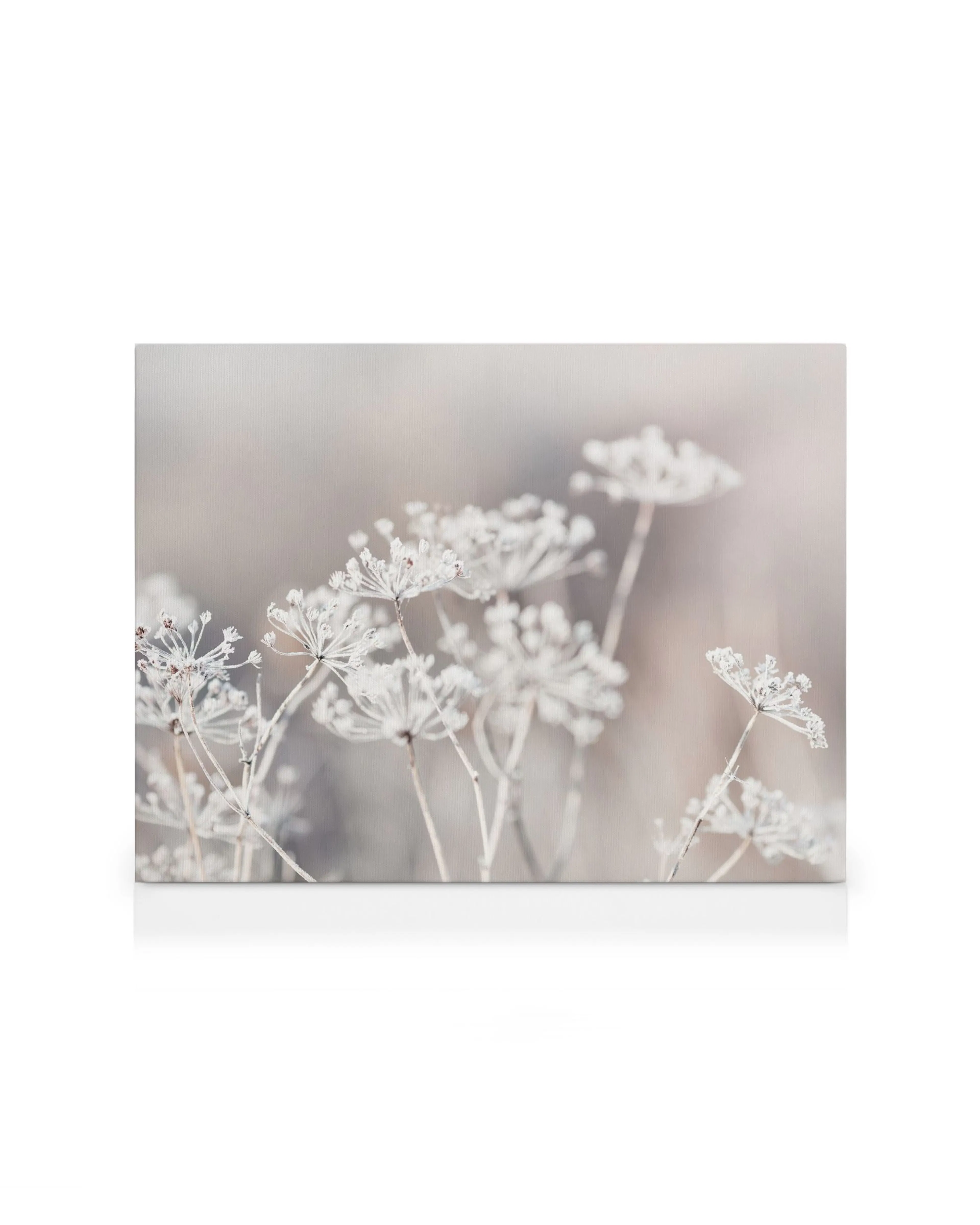 Frozen botanical canvas print featuring white umbellifer flowers against a soft, muted background.