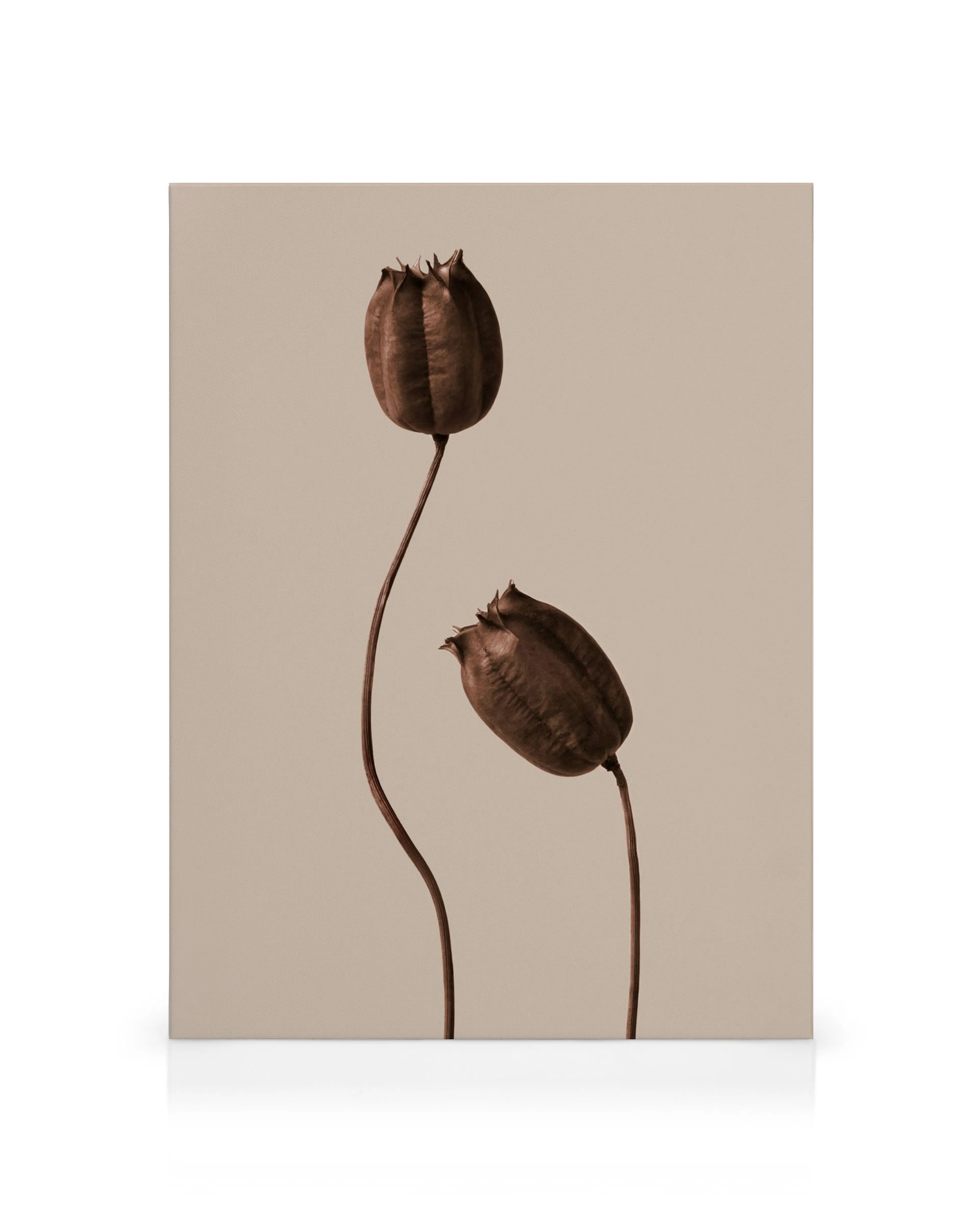 Canvastavla med två bruna torkade blommor med långa, böjda stjälkar mot en beige bakgrund, fotokonst.