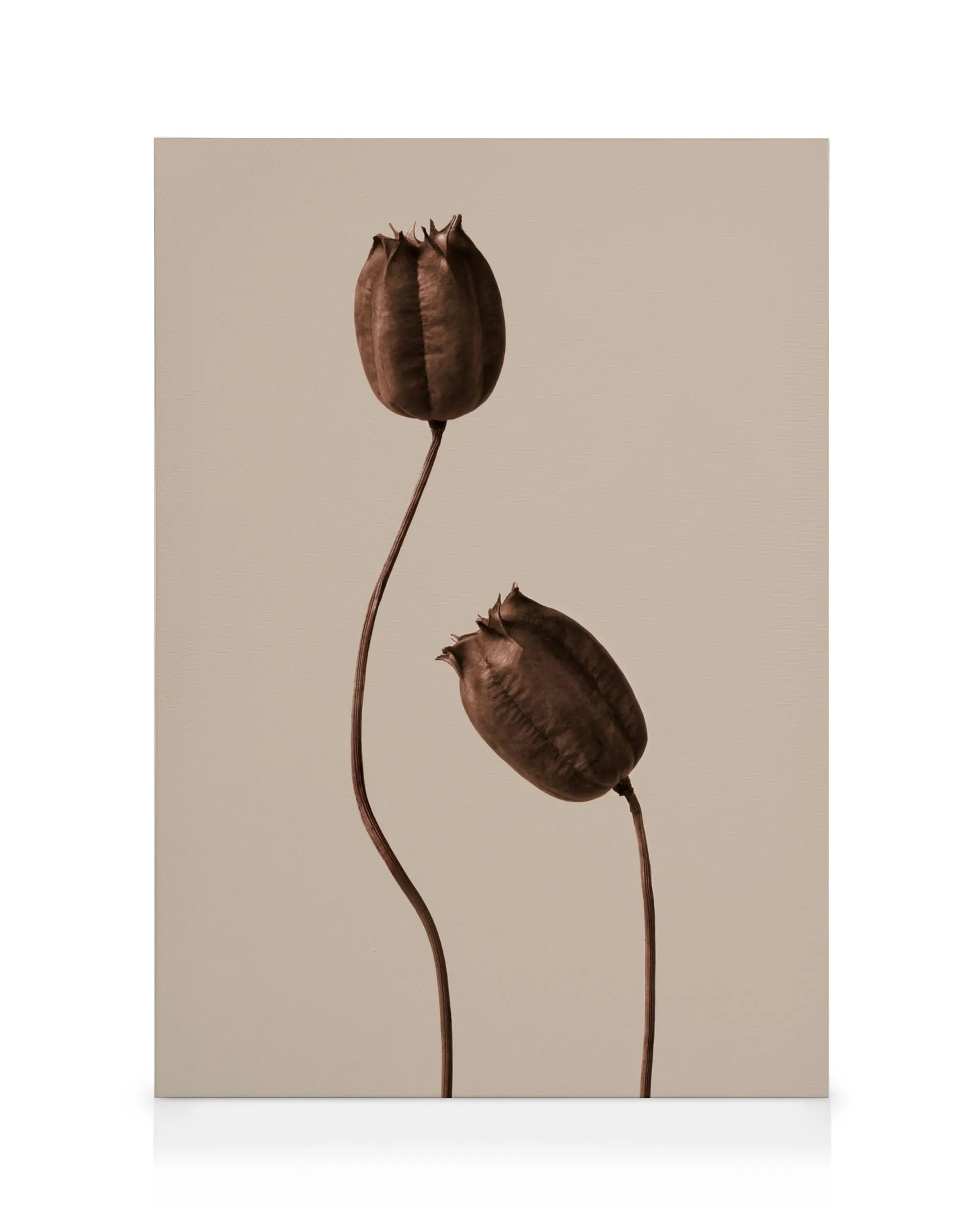 Stampa su tela con due tulipani marroni stilizzati e steli curvi su sfondo beige, arte floreale minimalista.