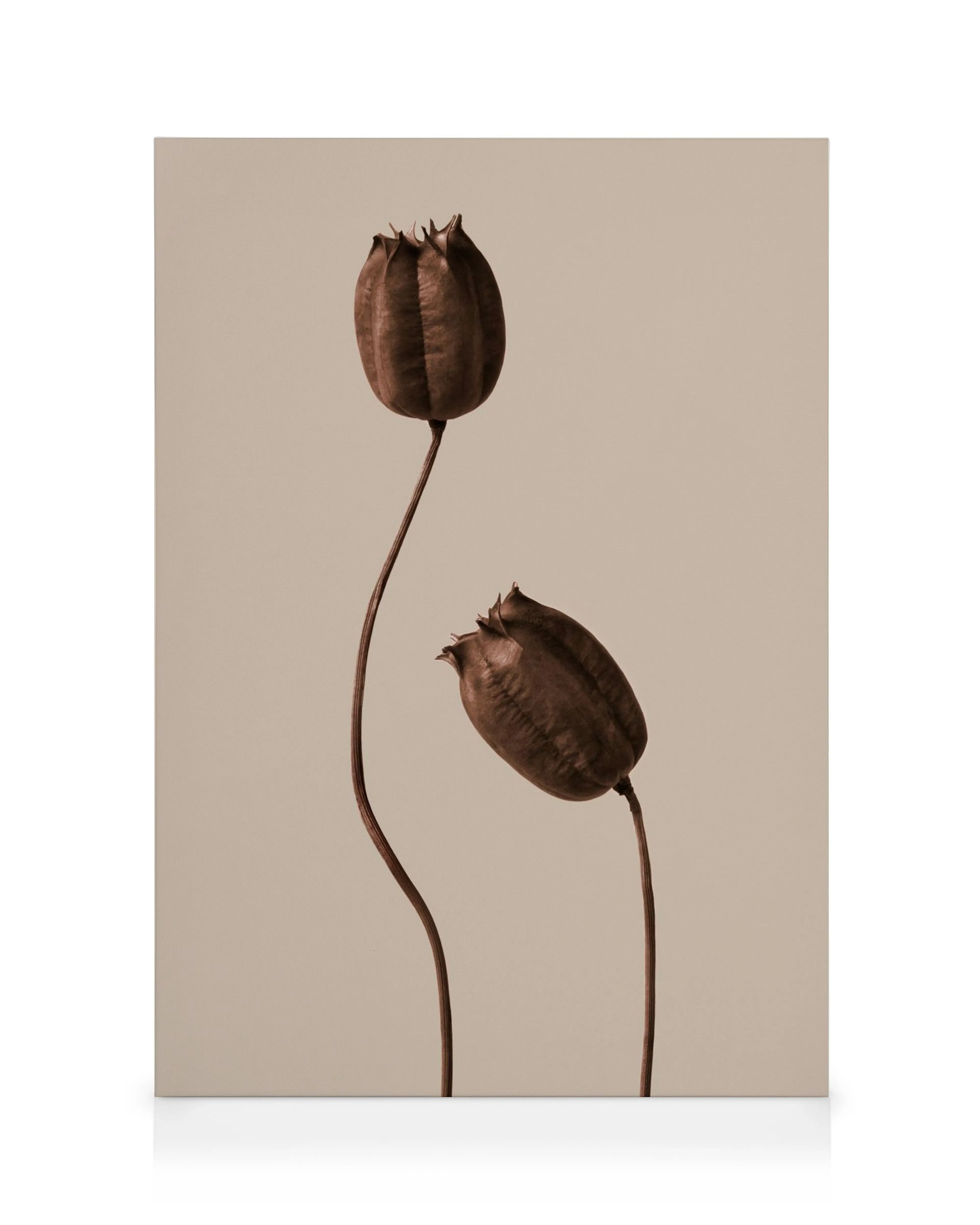 Stampa su tela con due tulipani marroni stilizzati e steli curvi su sfondo beige, arte floreale minimalista.