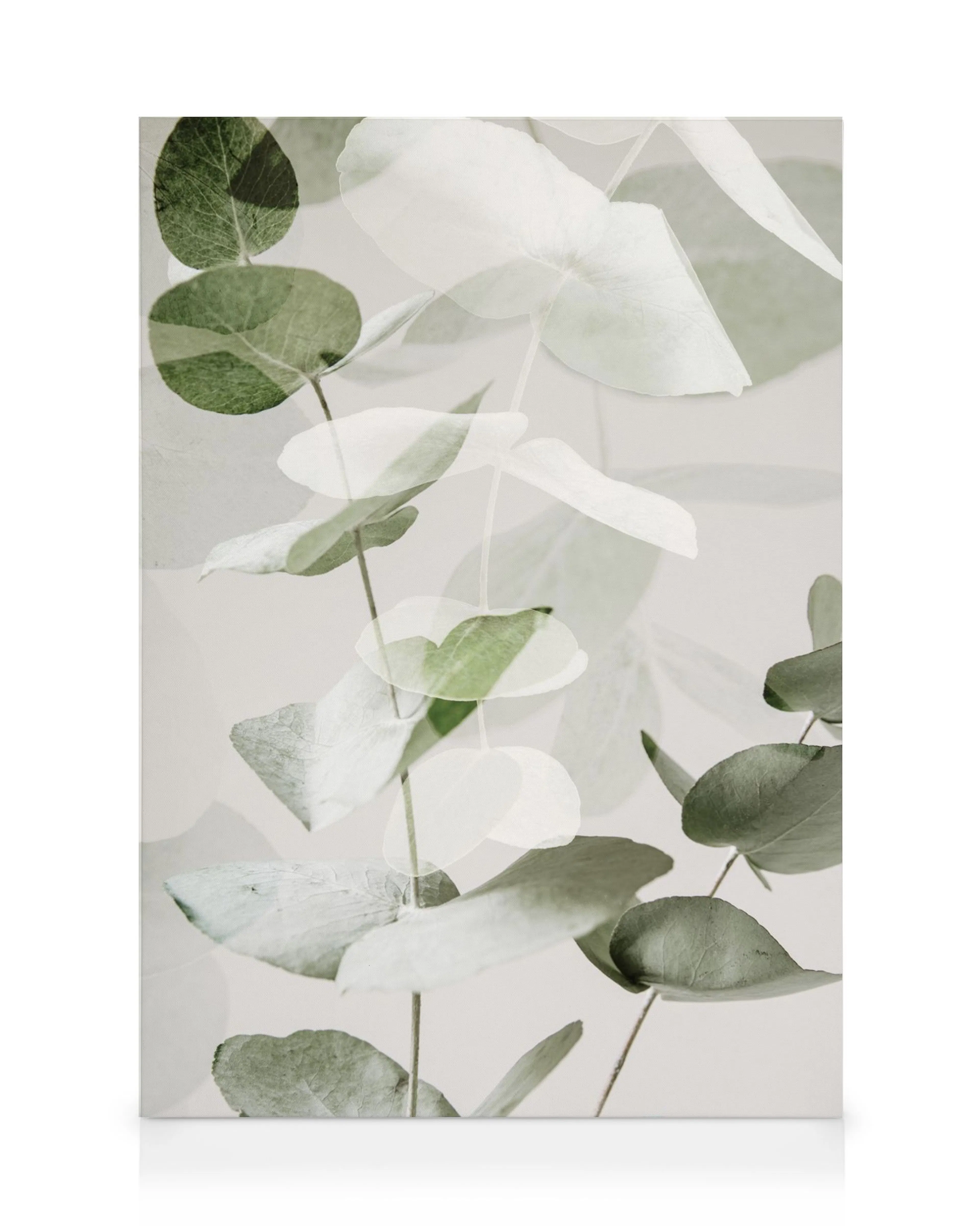 Eucalyptus Shades No2 canvas print featuring green and white translucent eucalyptus leaves on a light background, creating a soo
