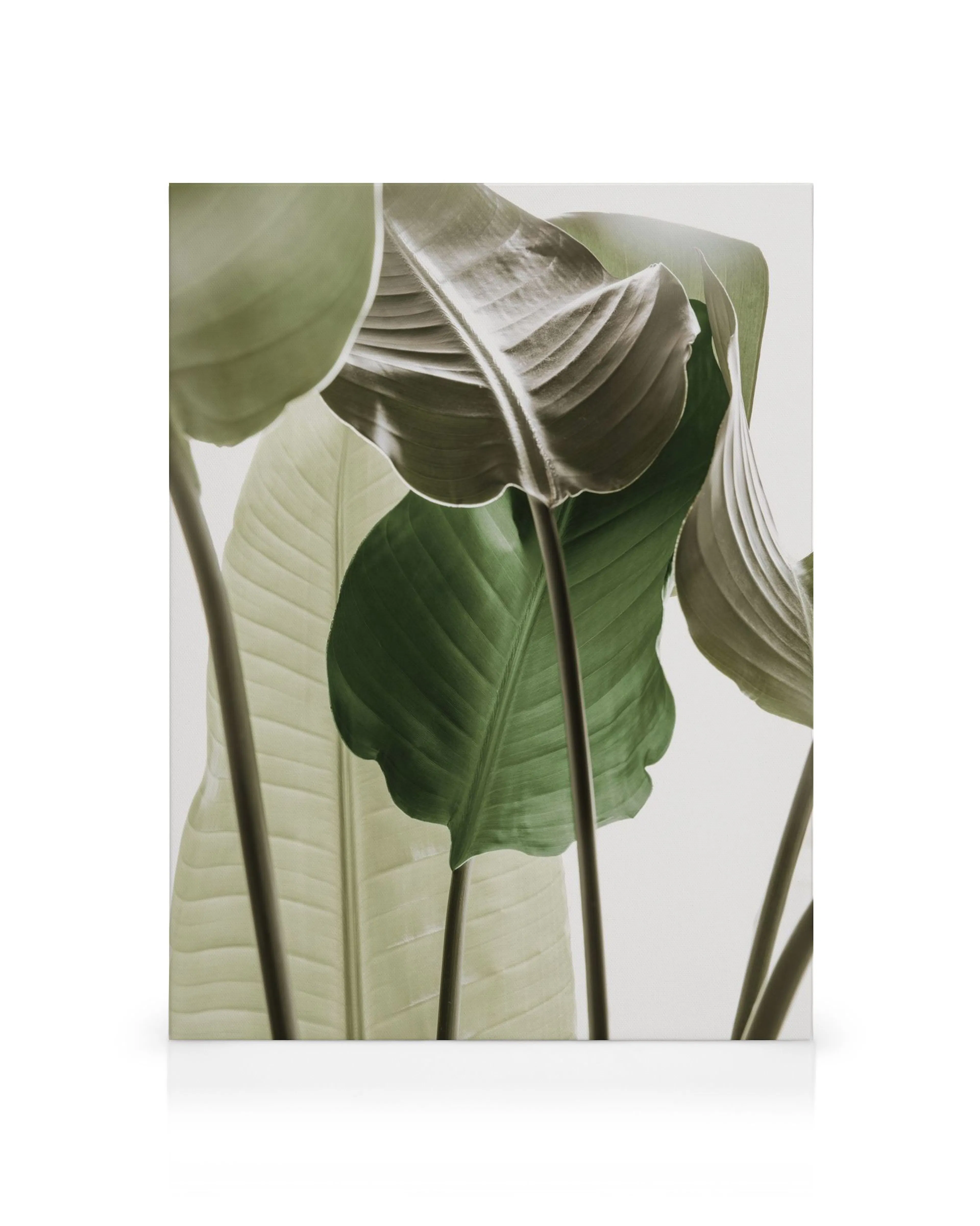 Obraz na płótnie Strelitzia Plant No1. Zieleń liści bananowca na jasnym tle, widoczne łodygi i żyłki.