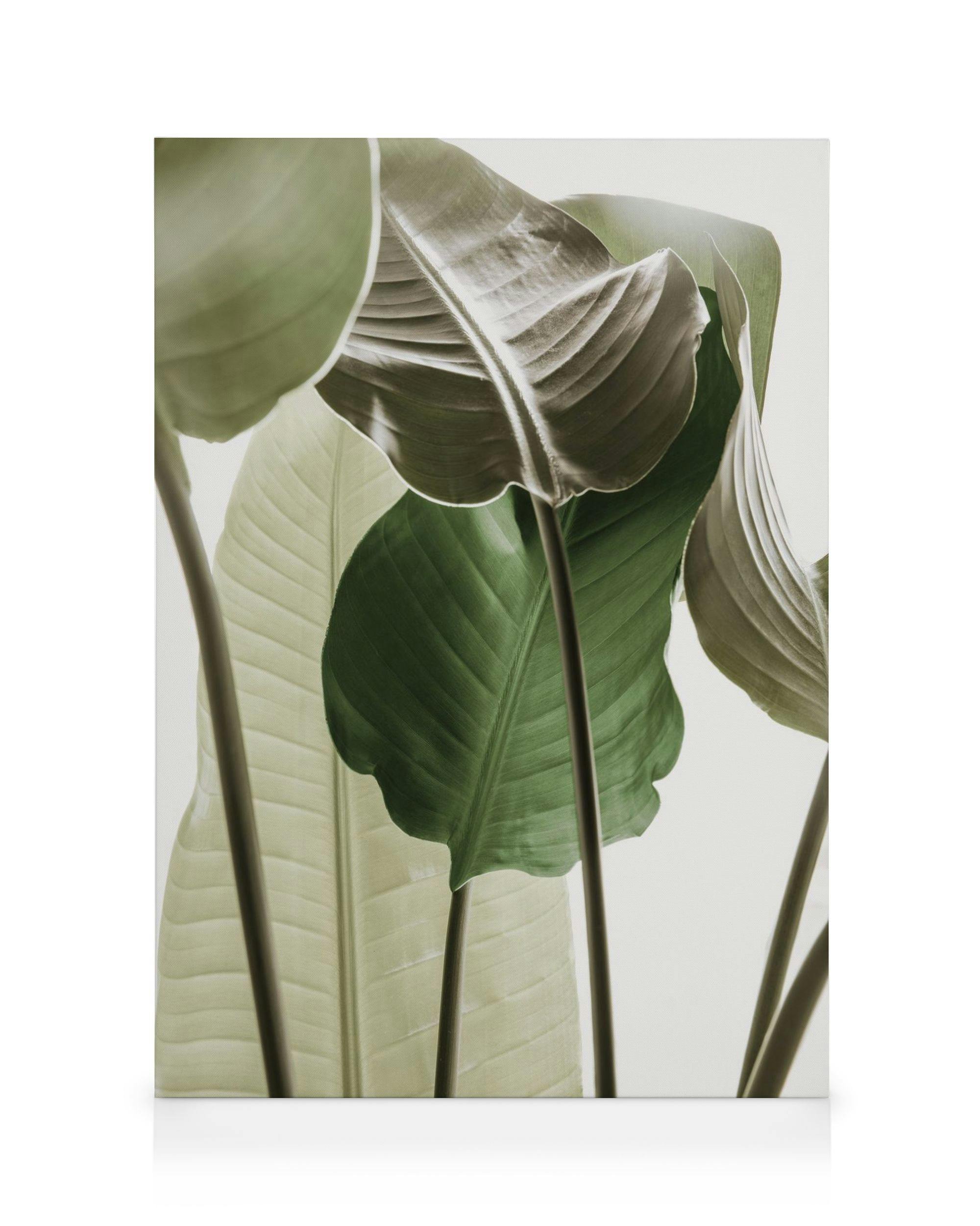 Canvas Schilderijen Strelitzia Plant No1 Canvas (30x40 cm - Fotolijst Zwart)