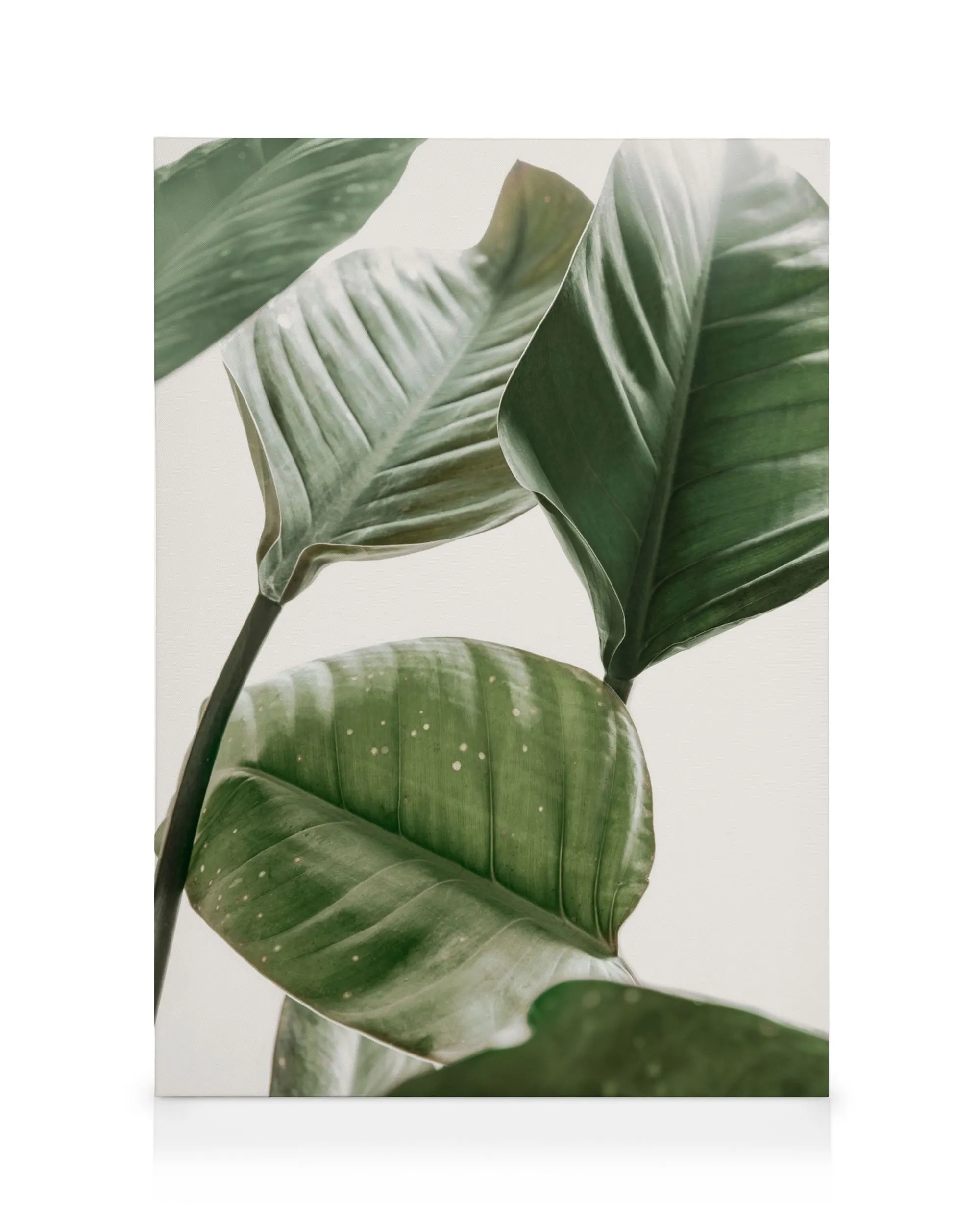 Strelitzia-Pflanze mit großen, grünen Blättern im Nahaufnahme-Stil, ideal für Leinwandbilder.