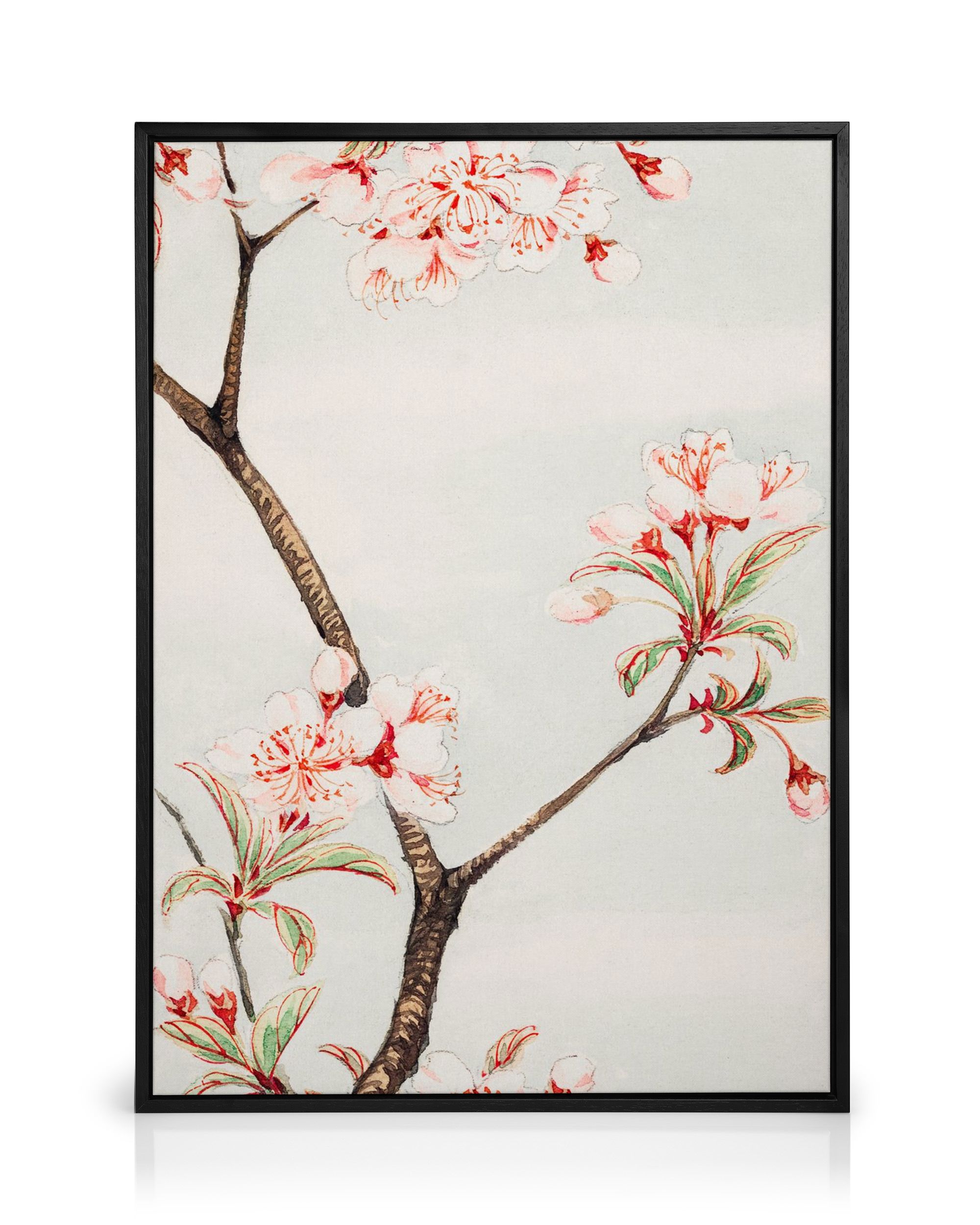 Megata Morikaga Sakura Cherry Canvas Print – Japanese Art Print