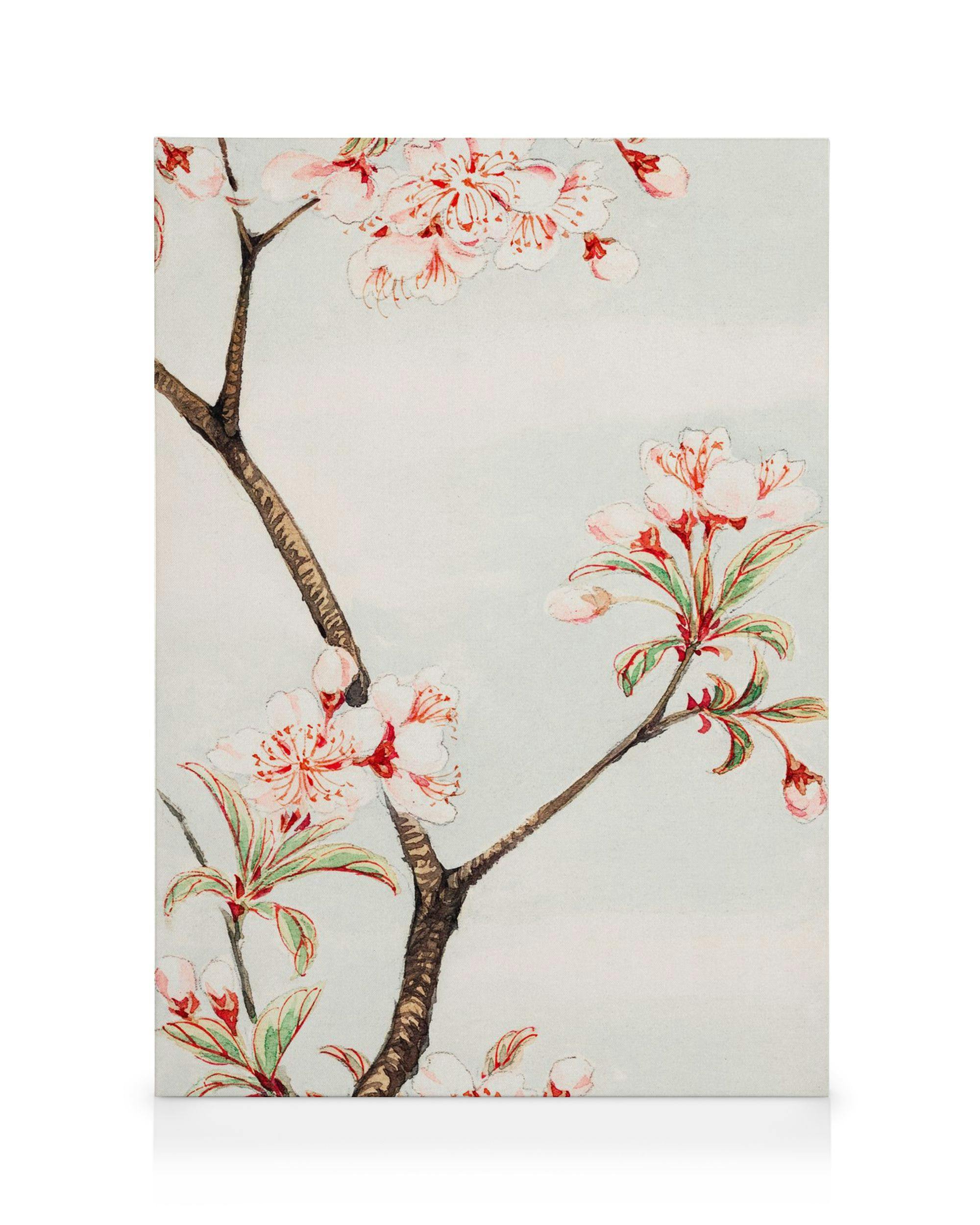 Megata Morikaga - Sakura Cherry Canvas (30x40 cm)