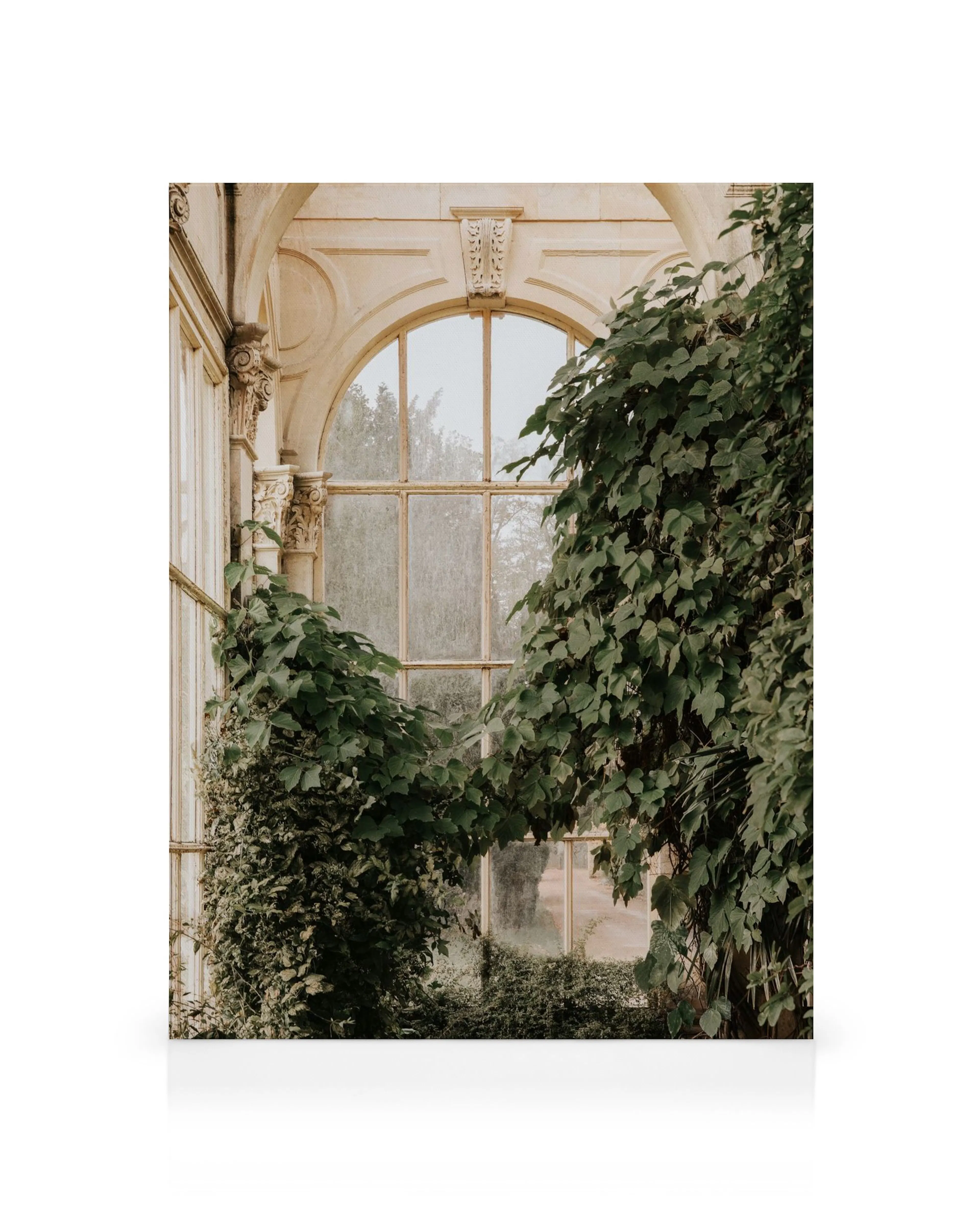 Inside Orangery canvas print with lush green vines growing on an arched window in a vintage greenhouse setting.
