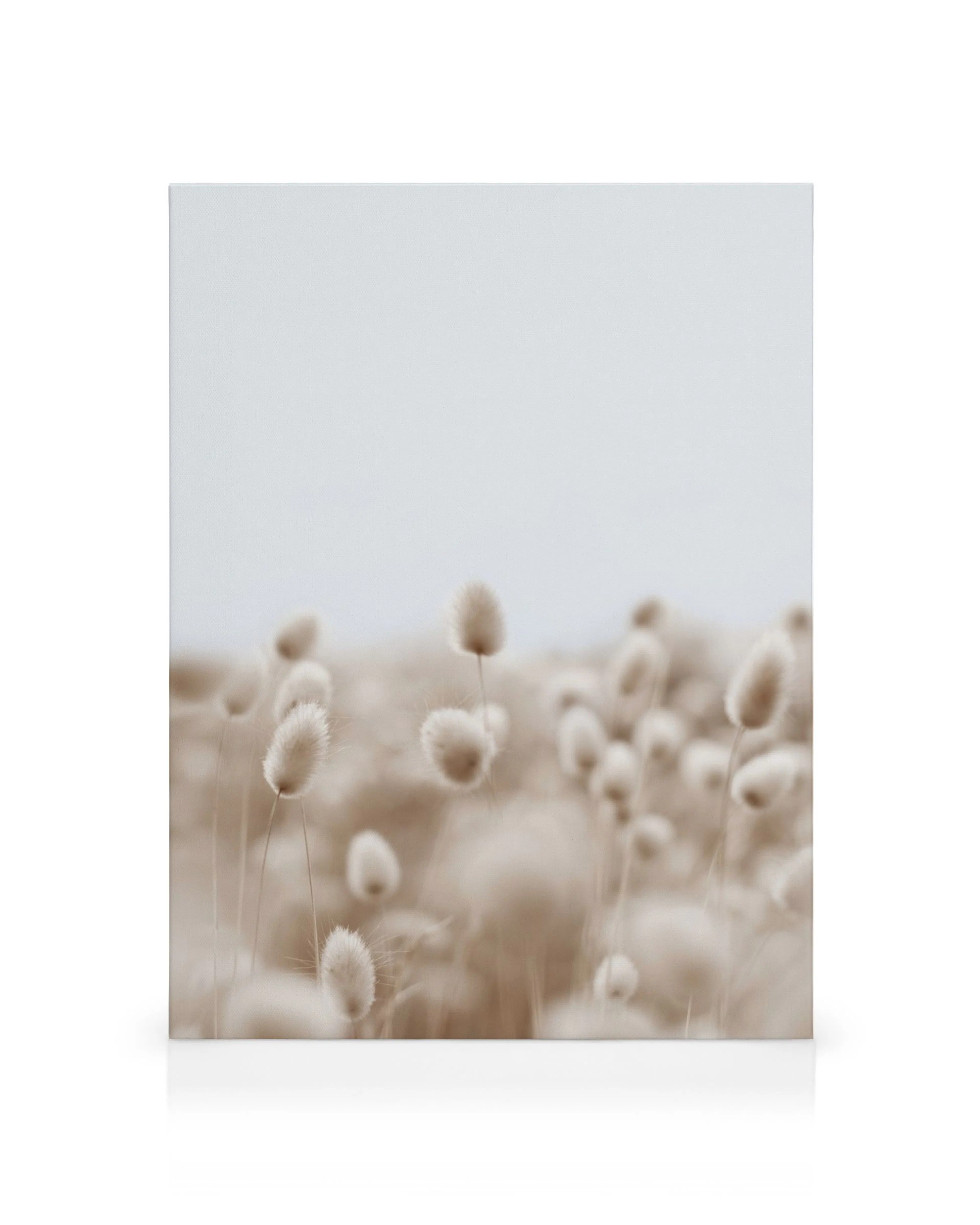 Soft grass canvas print, featuring fluffy dandelion heads on thin stems against a light beige background, creating a soothing wa