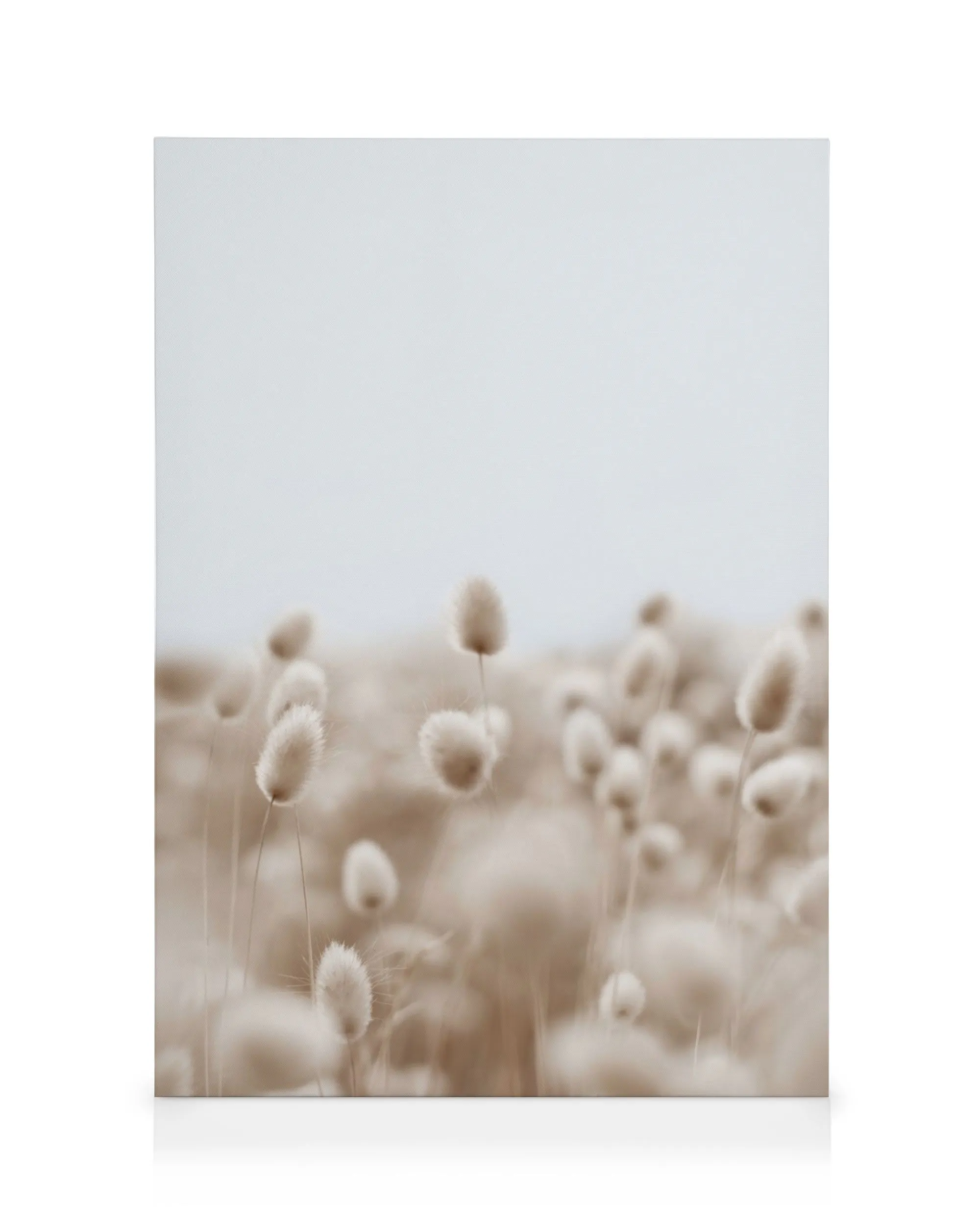 Lærred med blød, brunlig harehale i et græslandskab under en lys himmel, naturkunst.