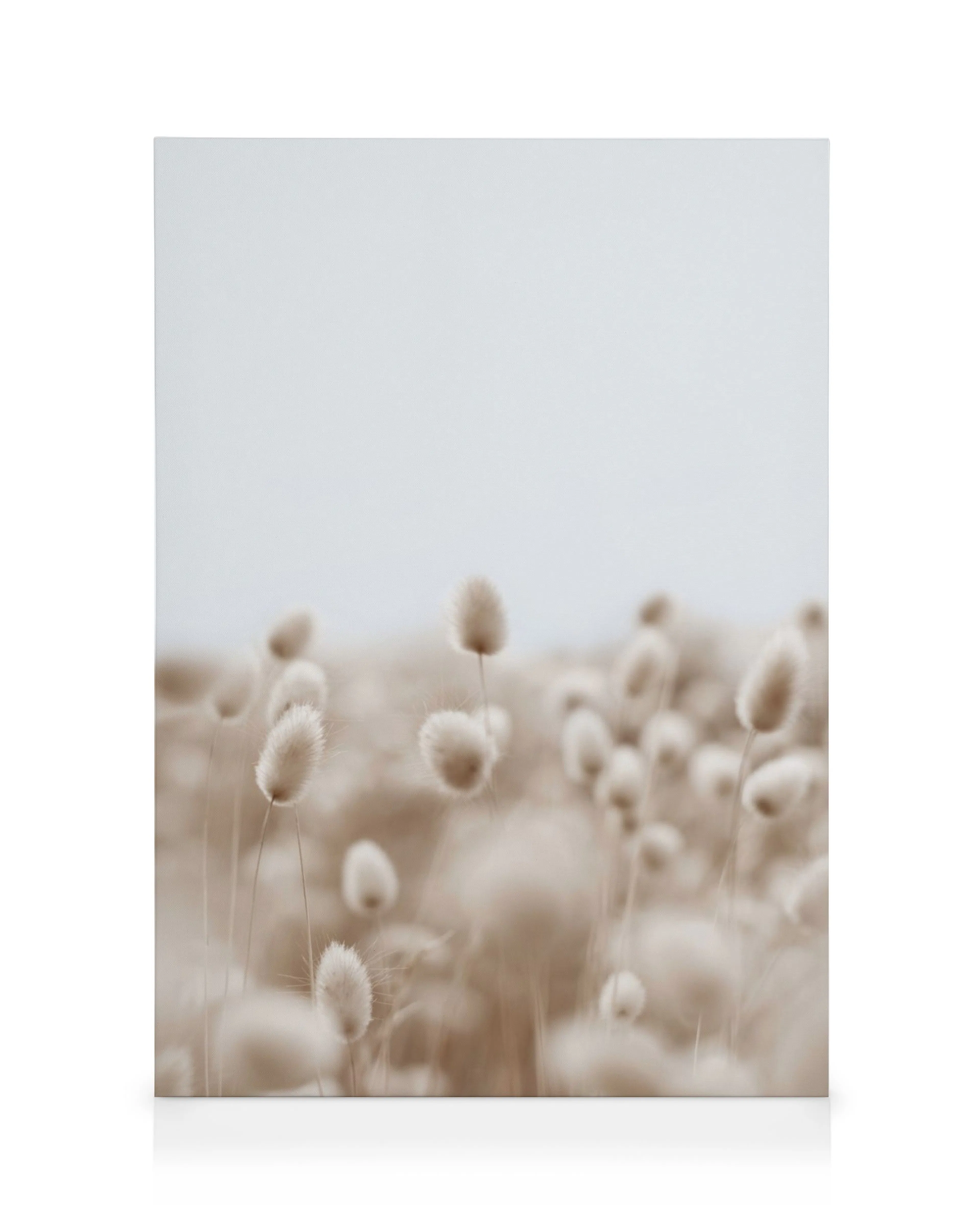 Lærred med blød, brunlig harehale i et græslandskab under en lys himmel, naturkunst.
