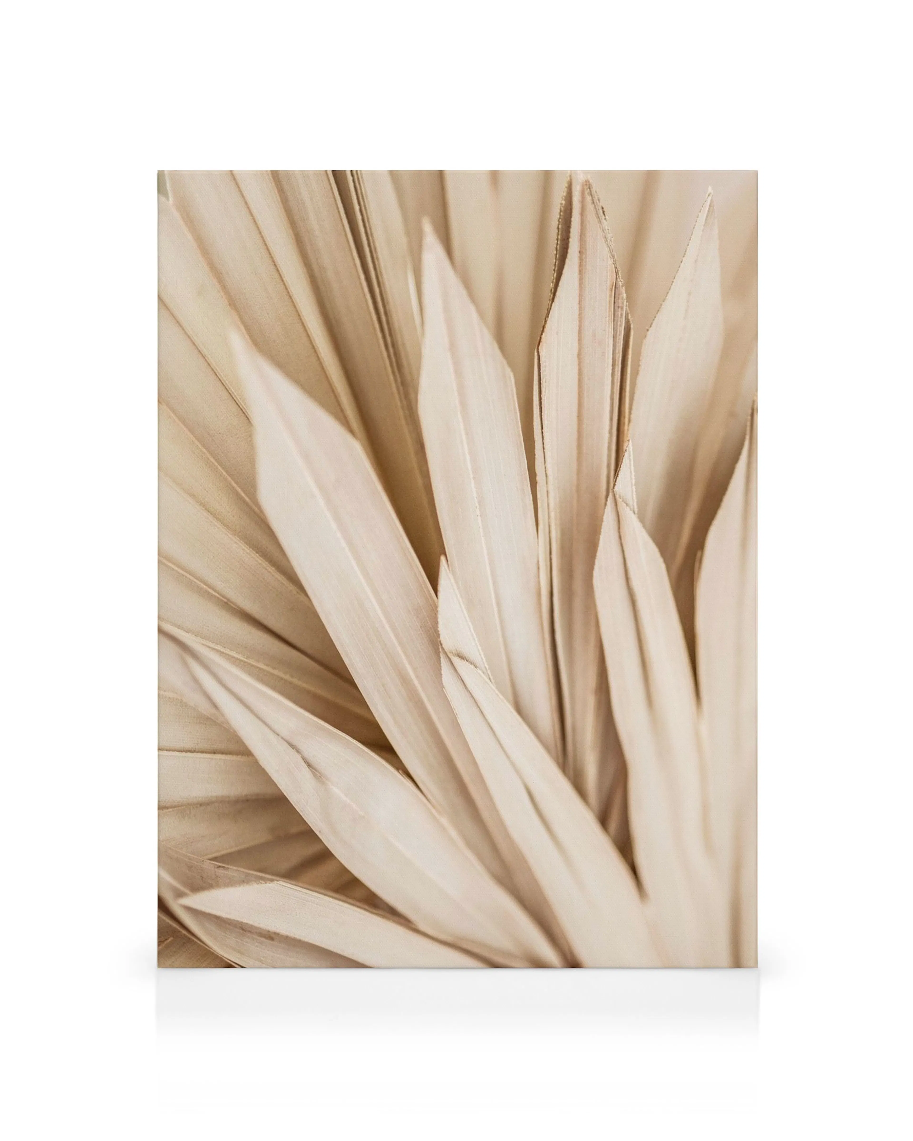 Toile de feuilles de palmier séchées beiges, motif botanique sur fond blanc, style naturel