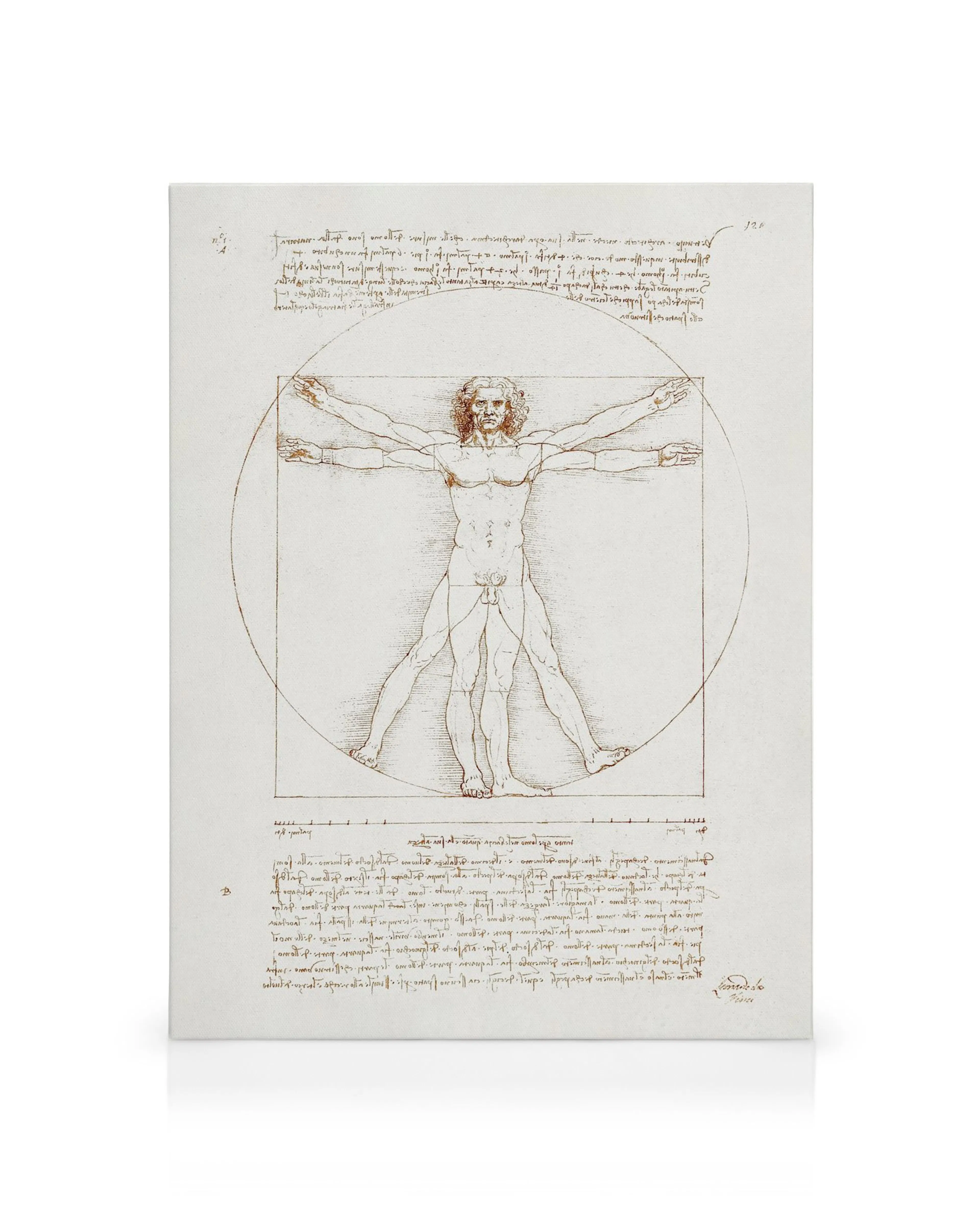 Leonardo Da Vincis Vitruvianske människan, detaljerad anatomisk teckning i sepia på canvas.