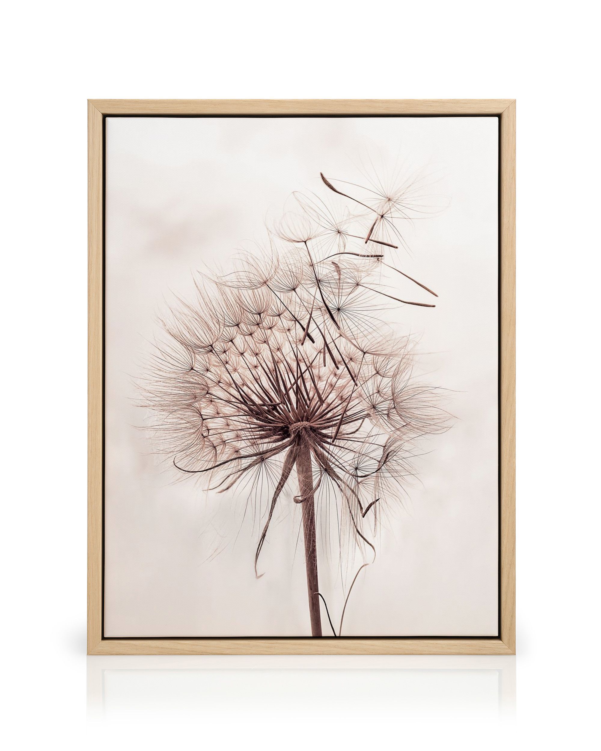 Delicate Dandelion Canvas Print – Botanical Wall Art | Desenio