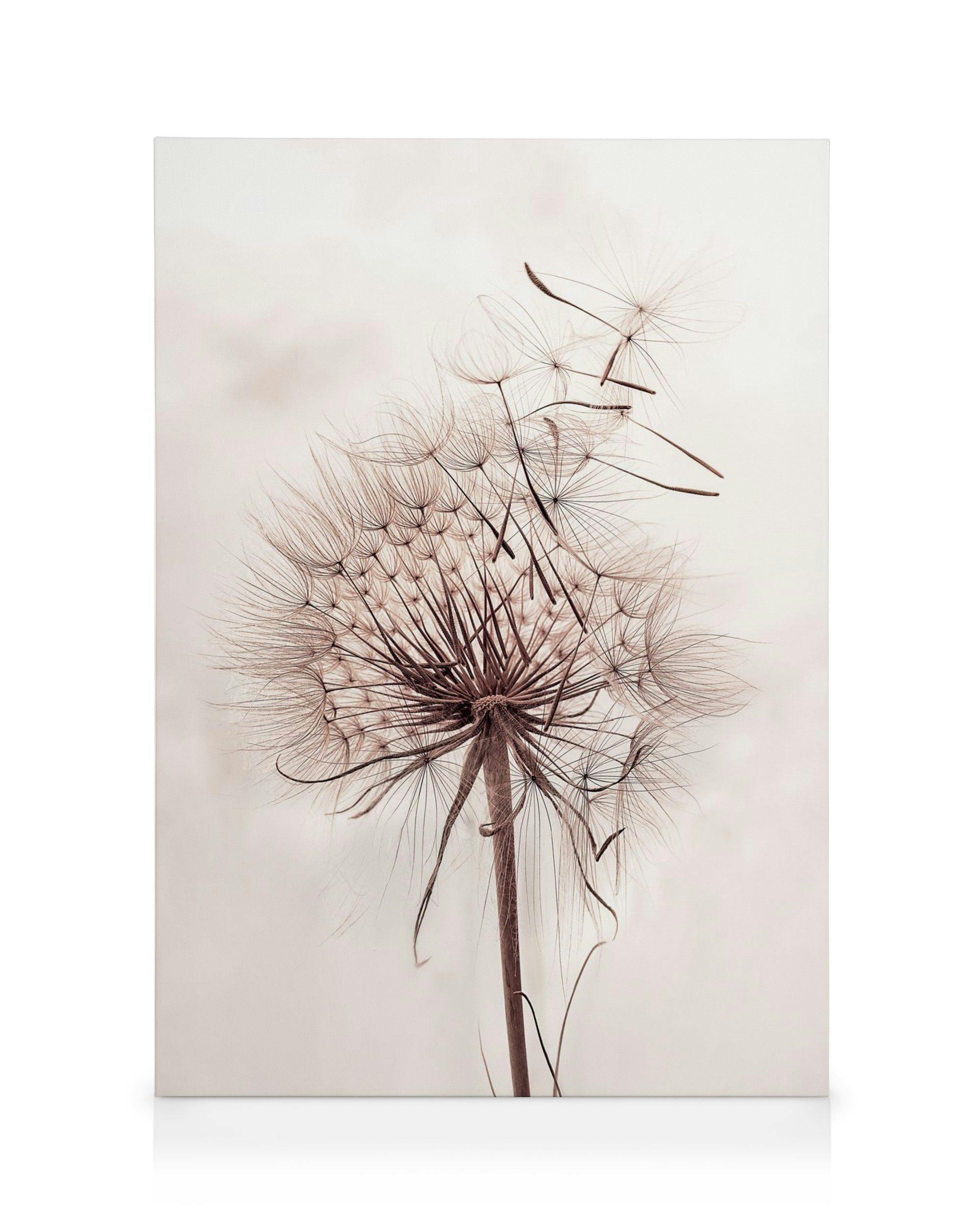 Leinwandbilder Delicate Dandelion Leinwandbild (30x40 cm)