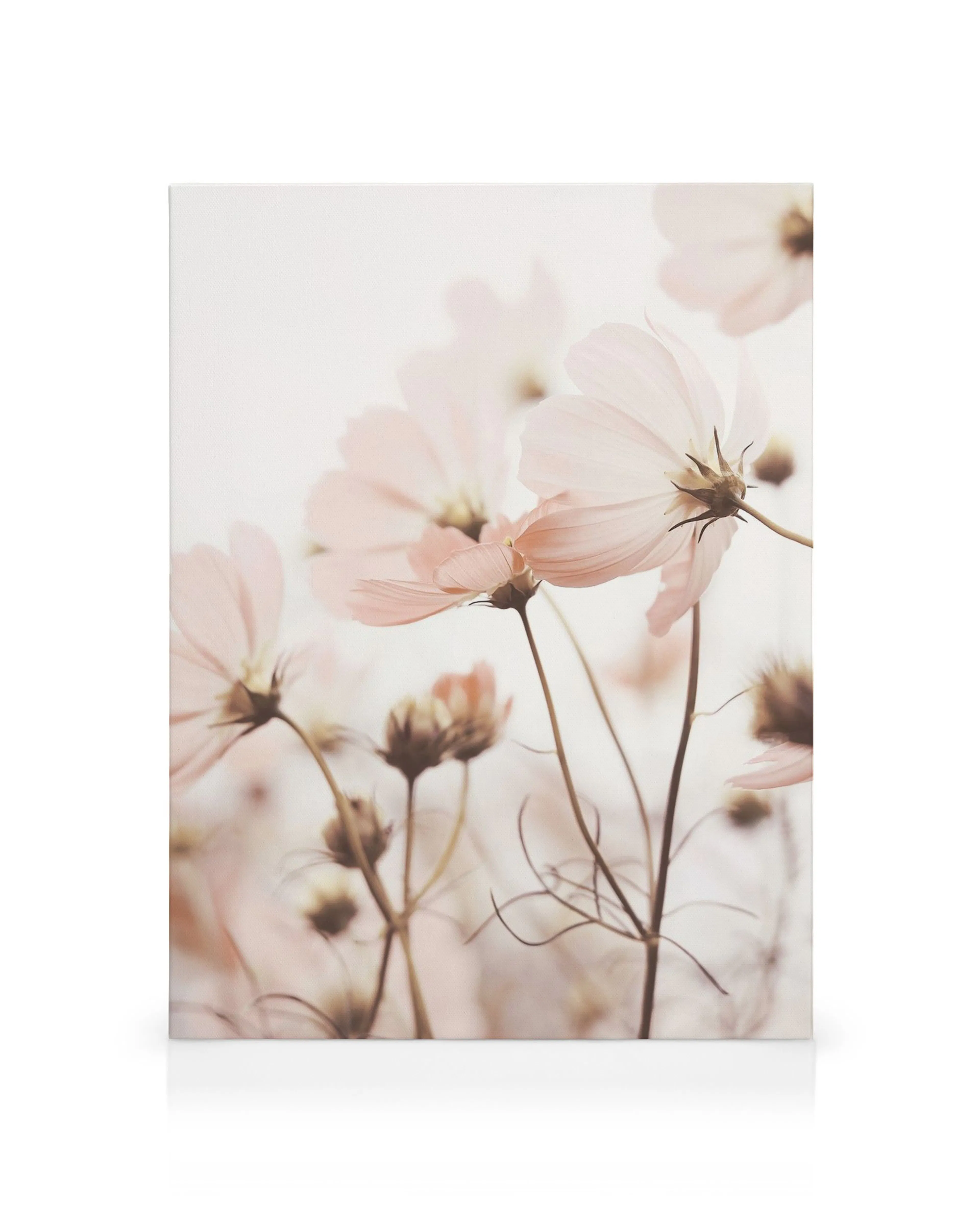 Leinwandbild mit zarten, durchscheinenden rosa Kosmosblüten und Knospen auf hellem Hintergrund.