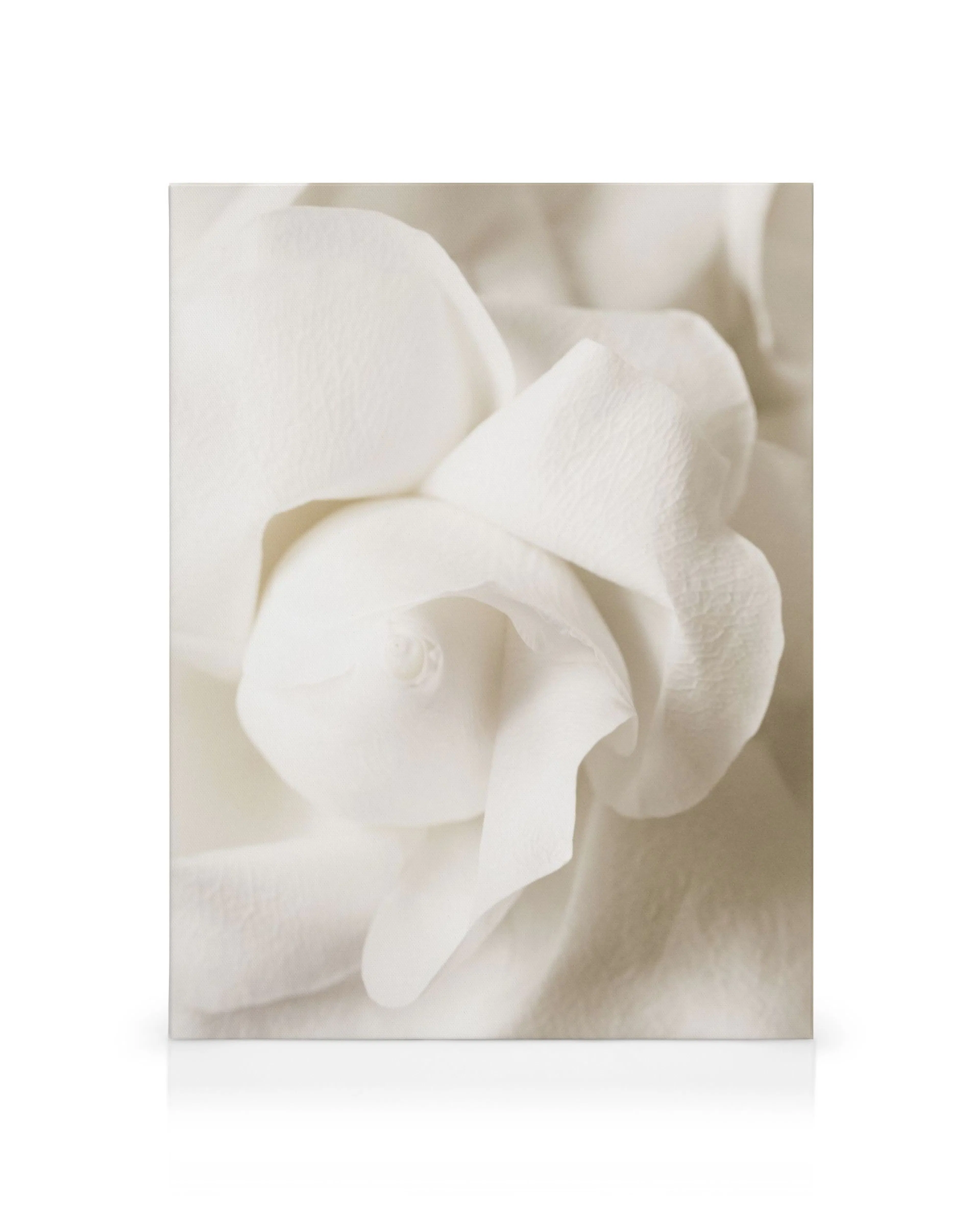 Närbild av en vit ros i sepiatoner med mjukt böjda kronblad. Romantisk blomma.
