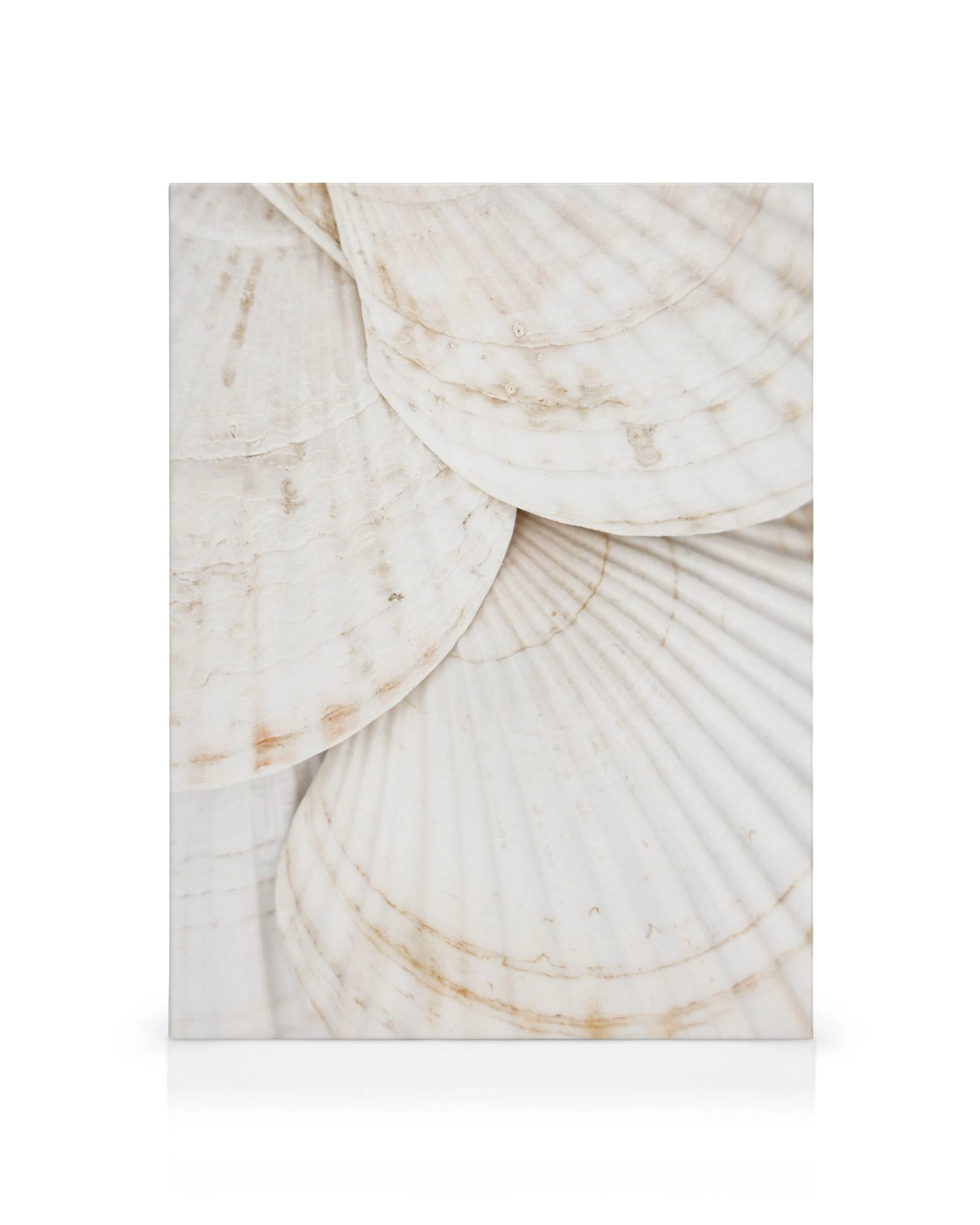 Seashells canvas print featuring overlapping white and brown shells on a light background, a unique canvas art print.
