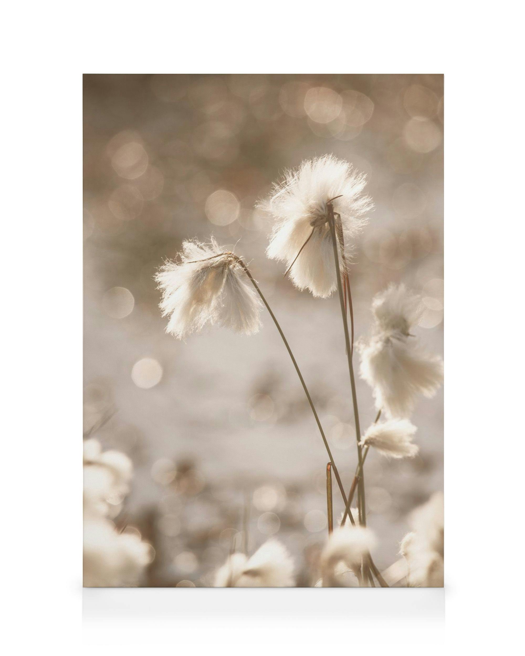 Canvas Prints Cotton Grass Canvas print (30x40 cm - Black Frame)