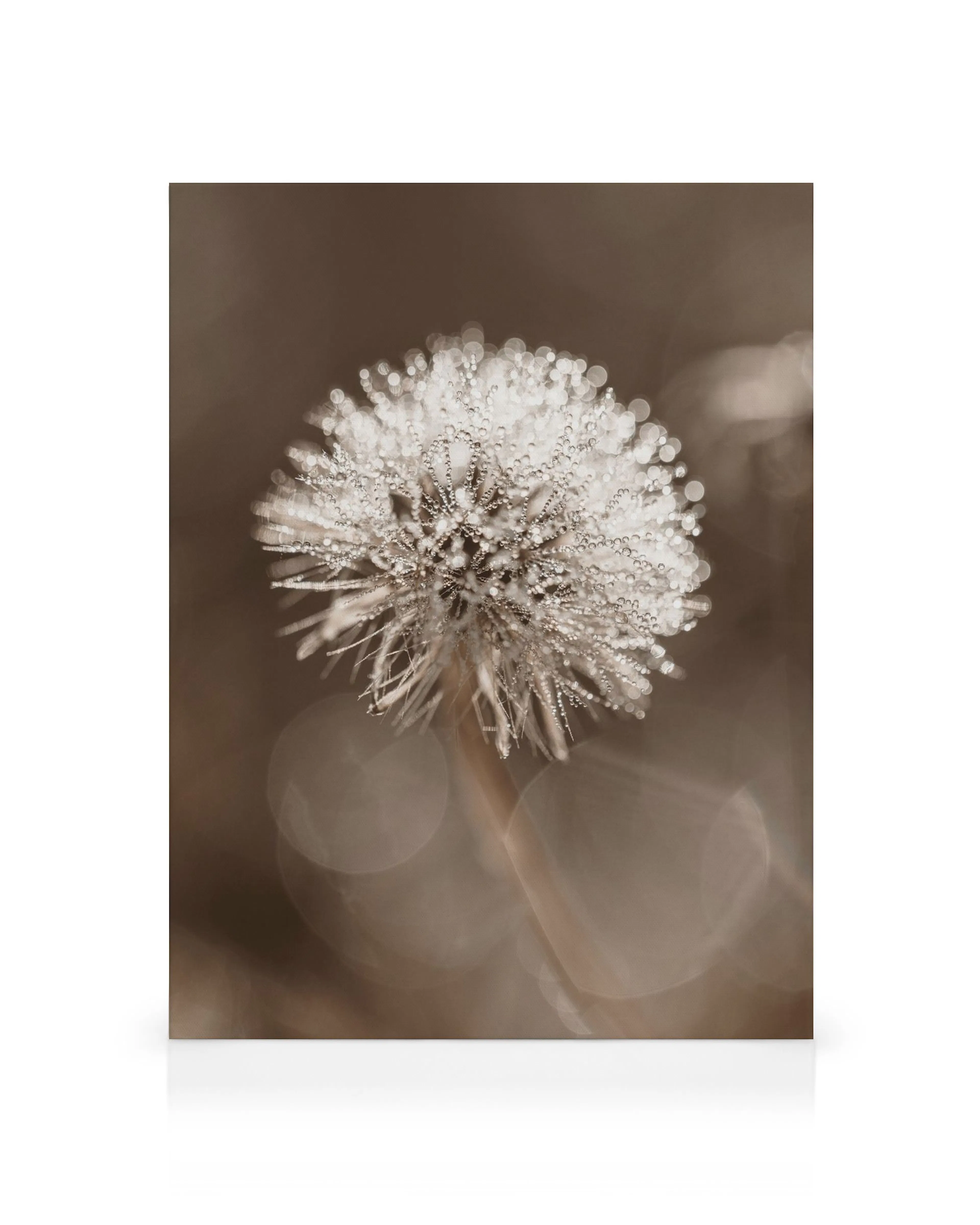 Pusteblume in Sepia-Tönen mit glitzernden Tautropfen, Nahaufnahme, Bokeh-Effekt, Naturkunst, Leinwandbild