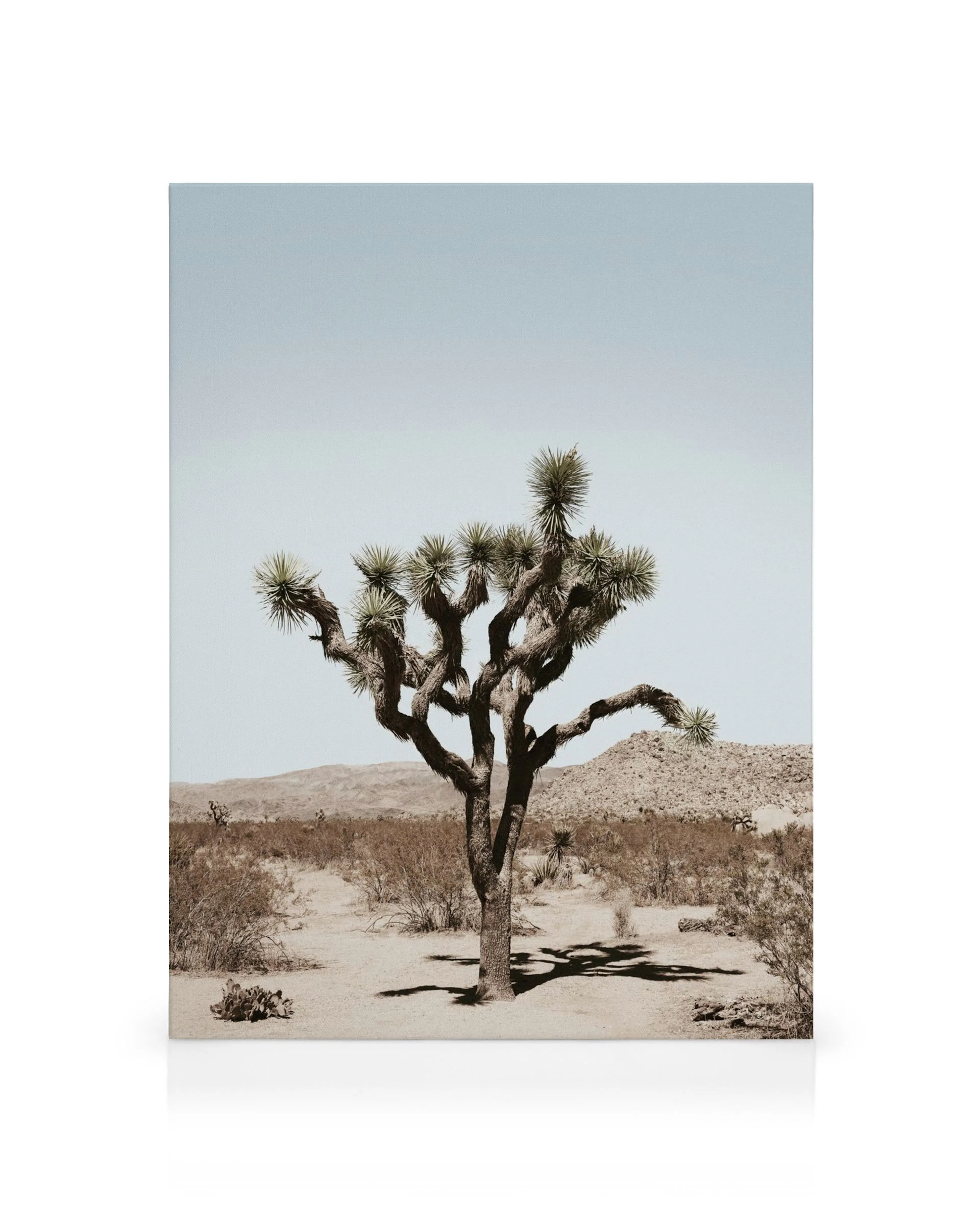 Joshua Tree im Joshua Tree Nationalpark unter klarem Himmel, Wüstenlandschaft, Naturfotografie