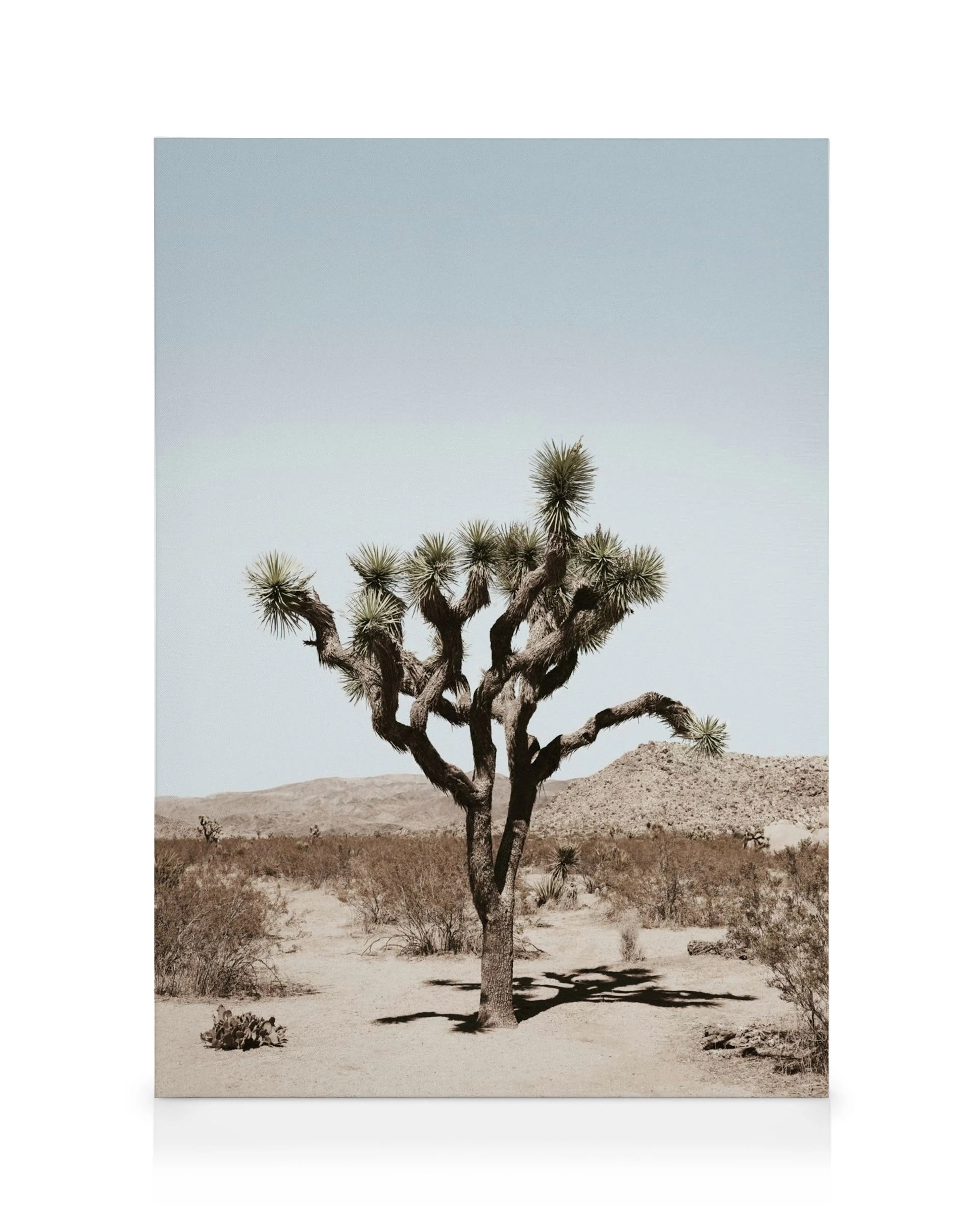 Joshua Tree i sandig öken under klarblå himmel, ökenlandskap med kullar och buskar, naturligt landskap.