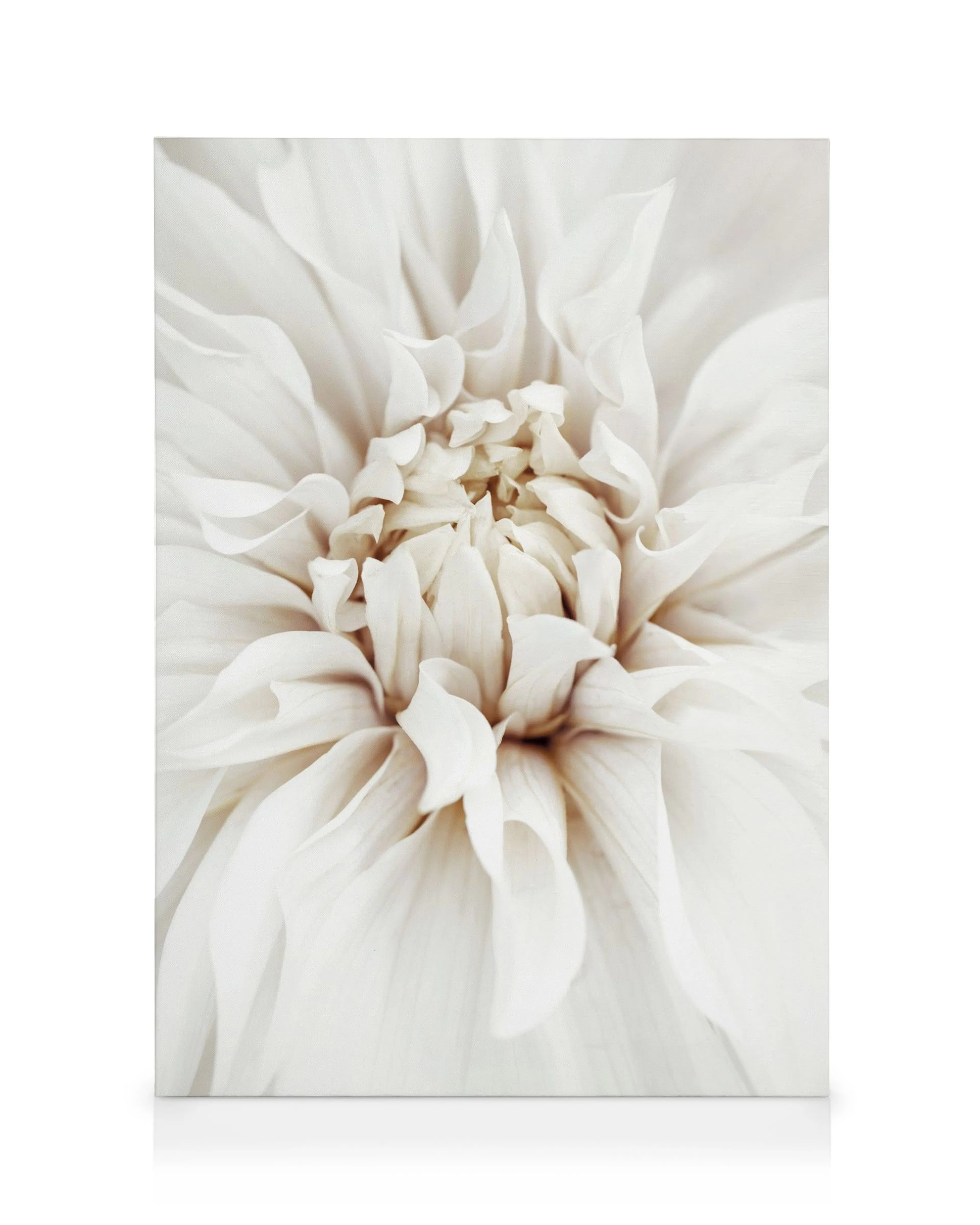 Nærbillede af en drømmende hvid dahlia blomst på lærred, bløde kronblade med cremefarvede nuancer.