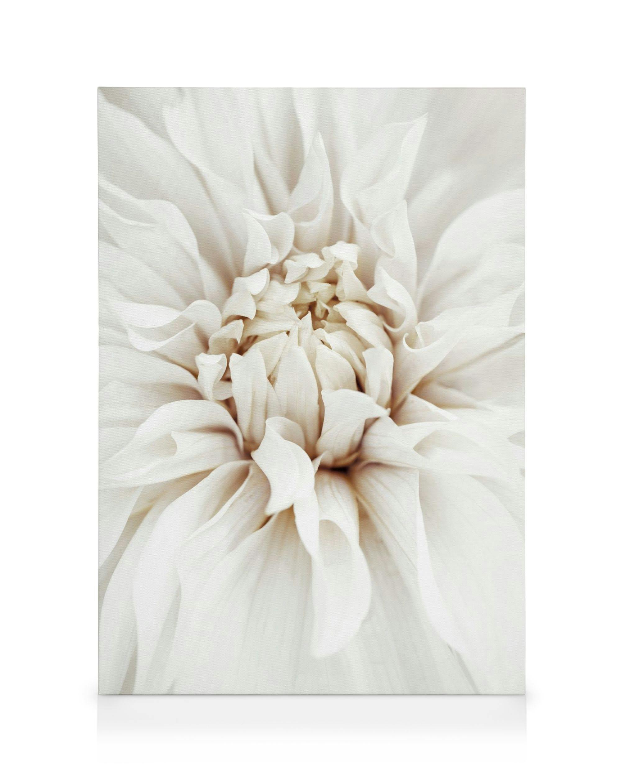 Canvas Prints Dreamy White Dahlia Canvas print (50x70 cm - Black Frame)