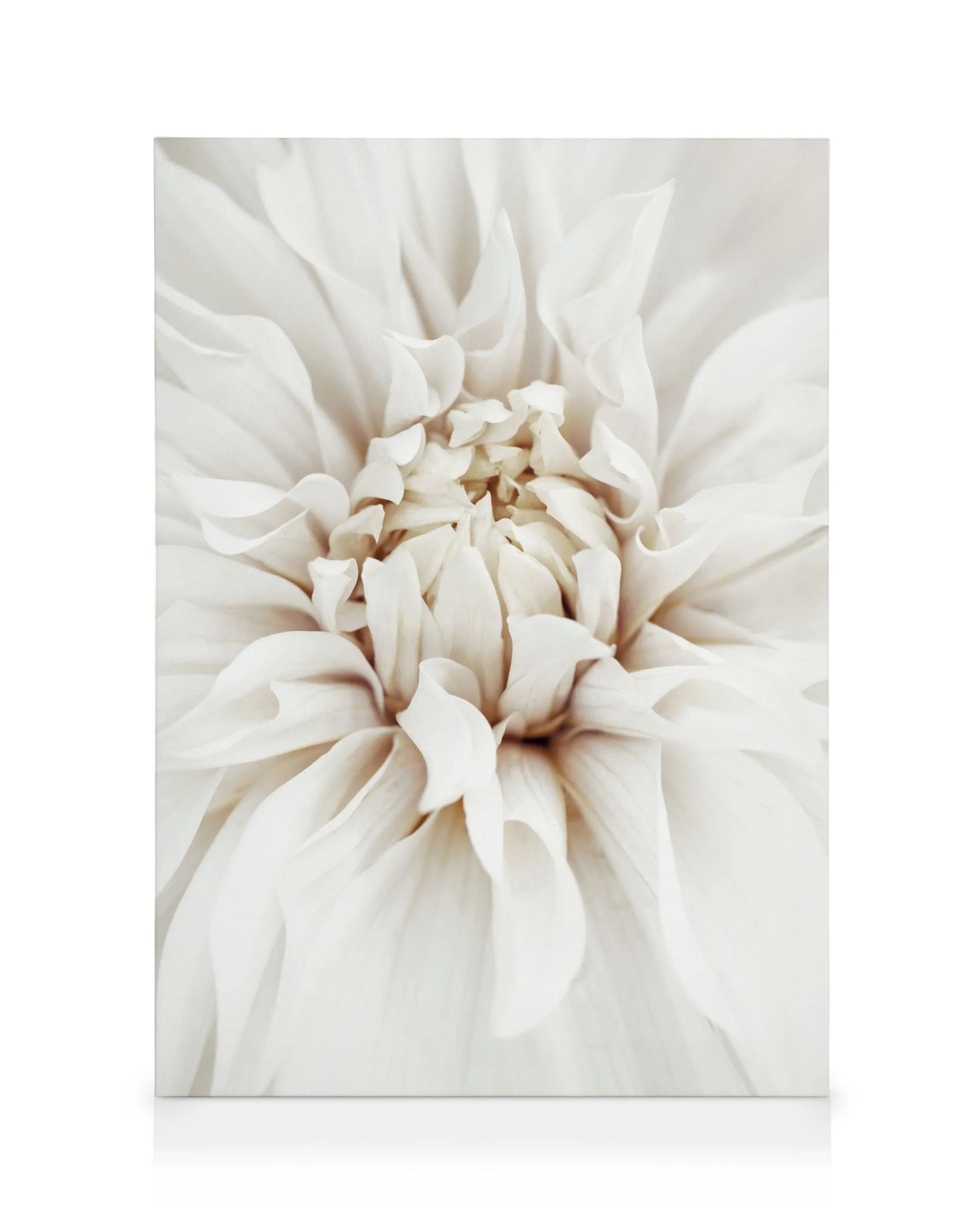 Traumhaftes weißes Dahlien-Leinwandbild, Nahaufnahme der zarten Blütenblätter, sanfte Beige- und Weißtöne, florale Kunst.
