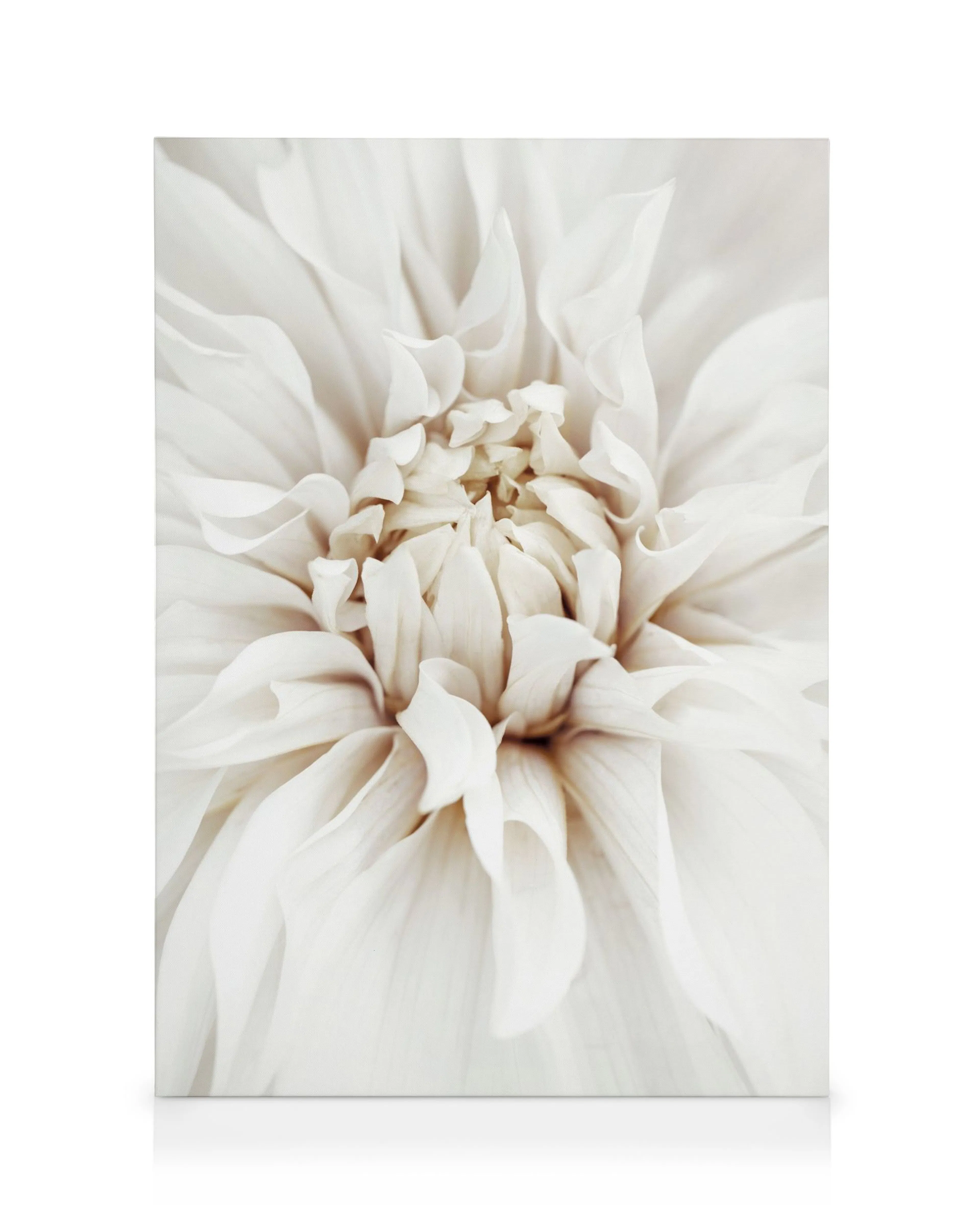 Traumhaftes weißes Dahlien-Leinwandbild, Nahaufnahme der zarten Blütenblätter, sanfte Beige- und Weißtöne, florale Kunst.