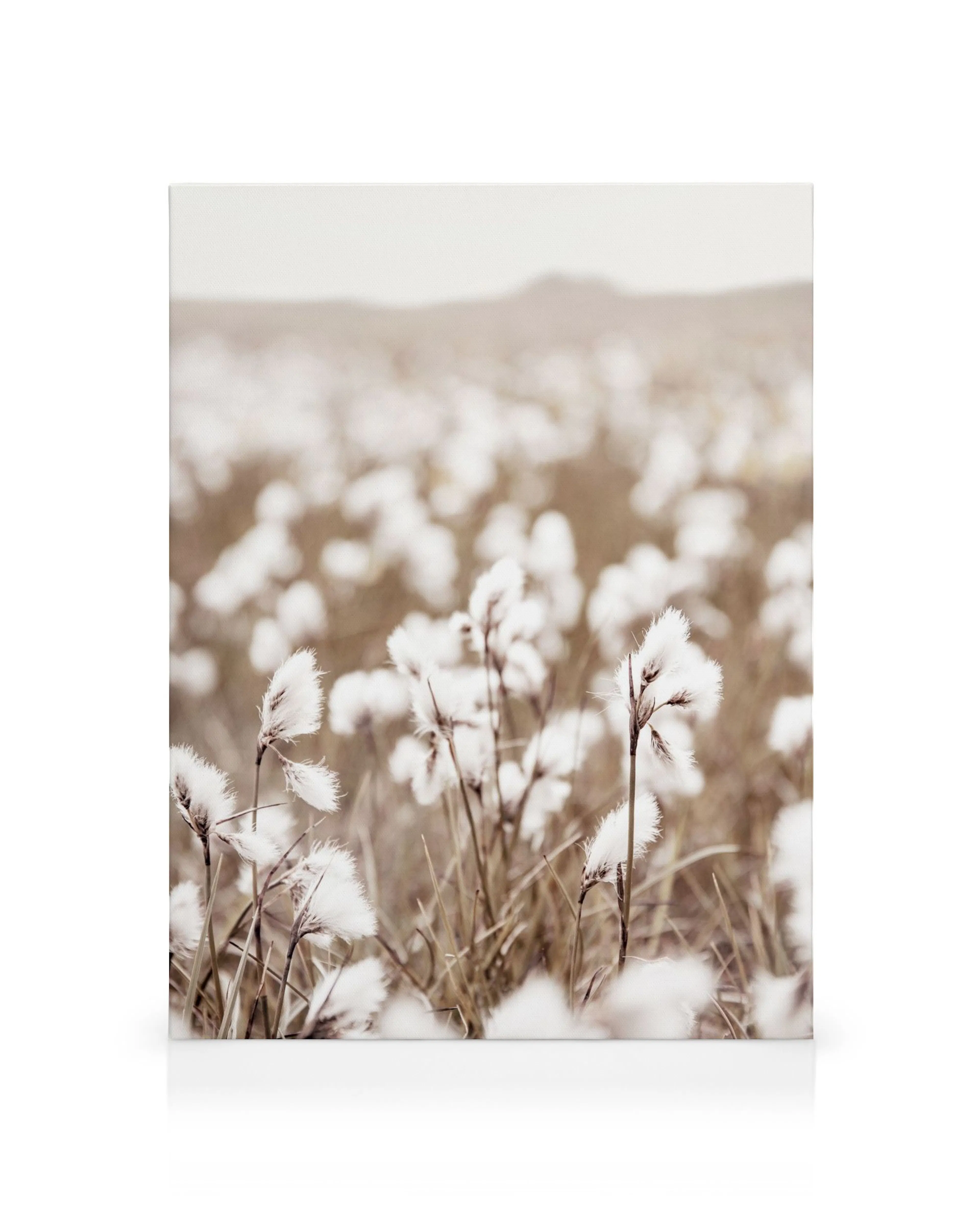 Lienzo de campo de flores de algodón blancas esponjosas sobre un fondo beige pálido, con enfoque en las flores en primer plano.