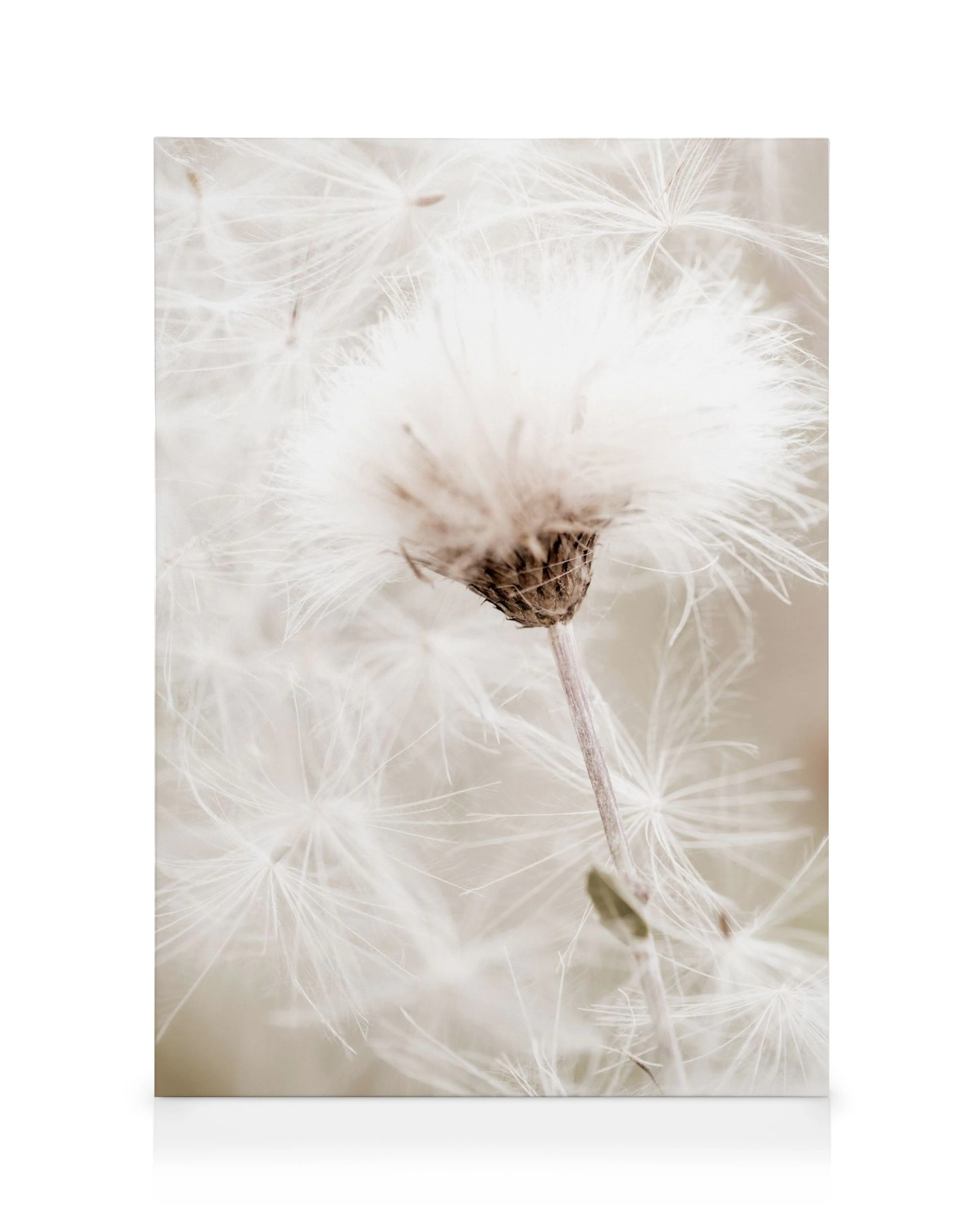 Canvas van een delicate paardenbloem met pluizige witte zaadjes op een beige achtergrond, klaar om weg te waaien.