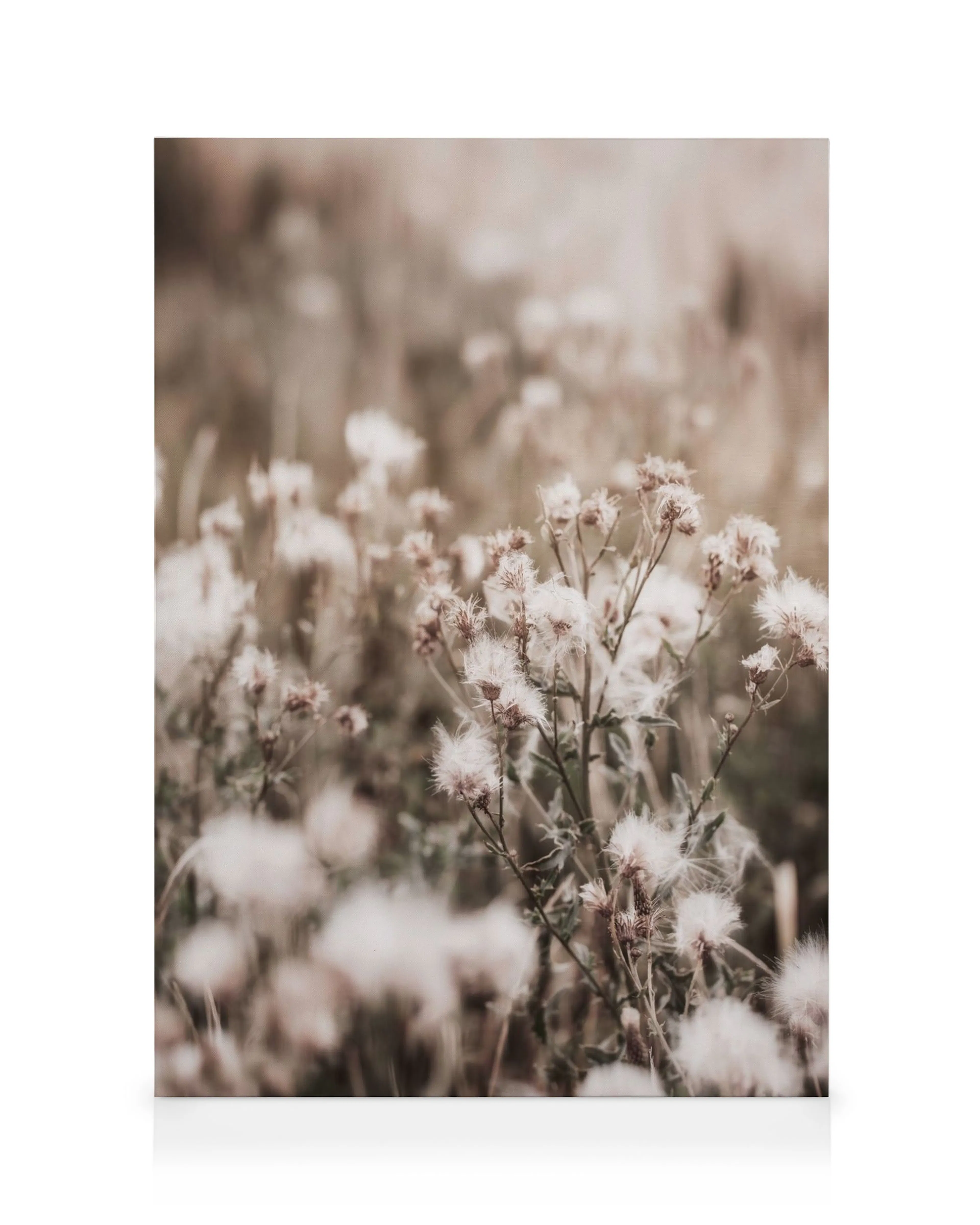 Canvastavla med torkade blommor i ett fält, med ljusa fluffiga fröställningar mot en mjukt suddig bakgrund i jordnära toner.
