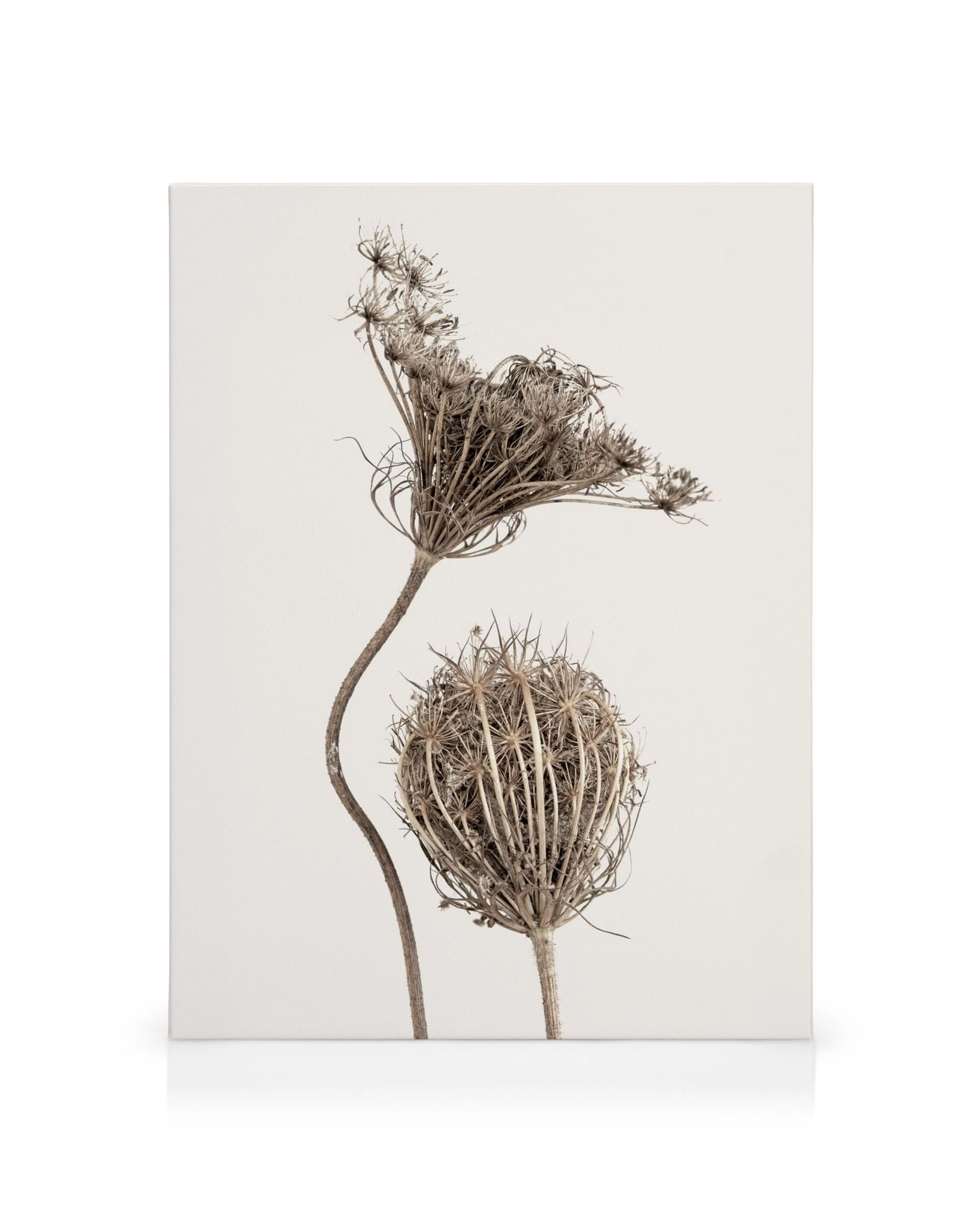 Leinwandbild mit zwei trockenen, beigefarbenen Boho-Blumen auf hellem Hintergrund, eine schirmförmig, die andere kugelig.