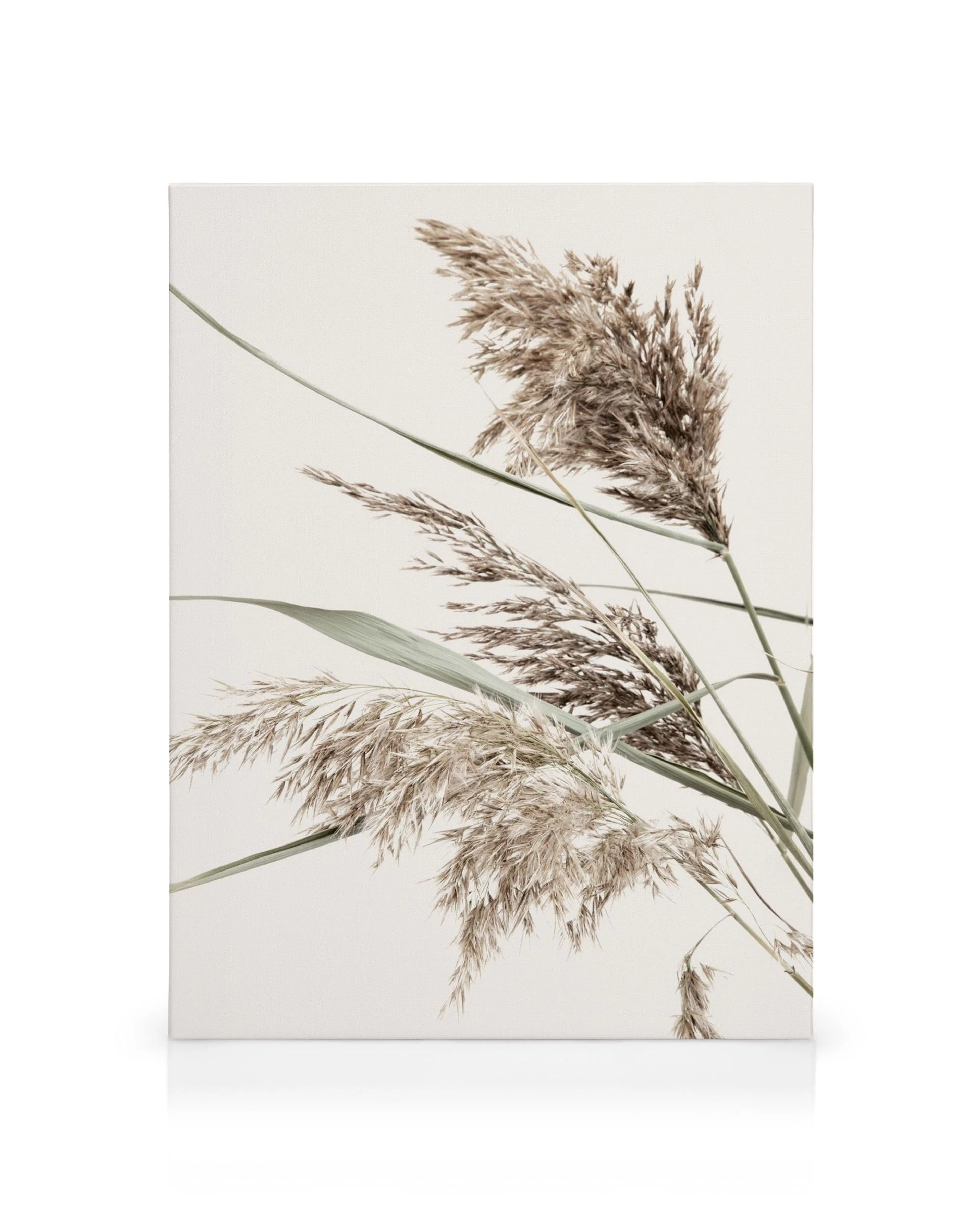 Stampa su tela erba alta piumosa, tonalità delicate di verde, beige e oro, sfondo chiaro, decorazione botanica.