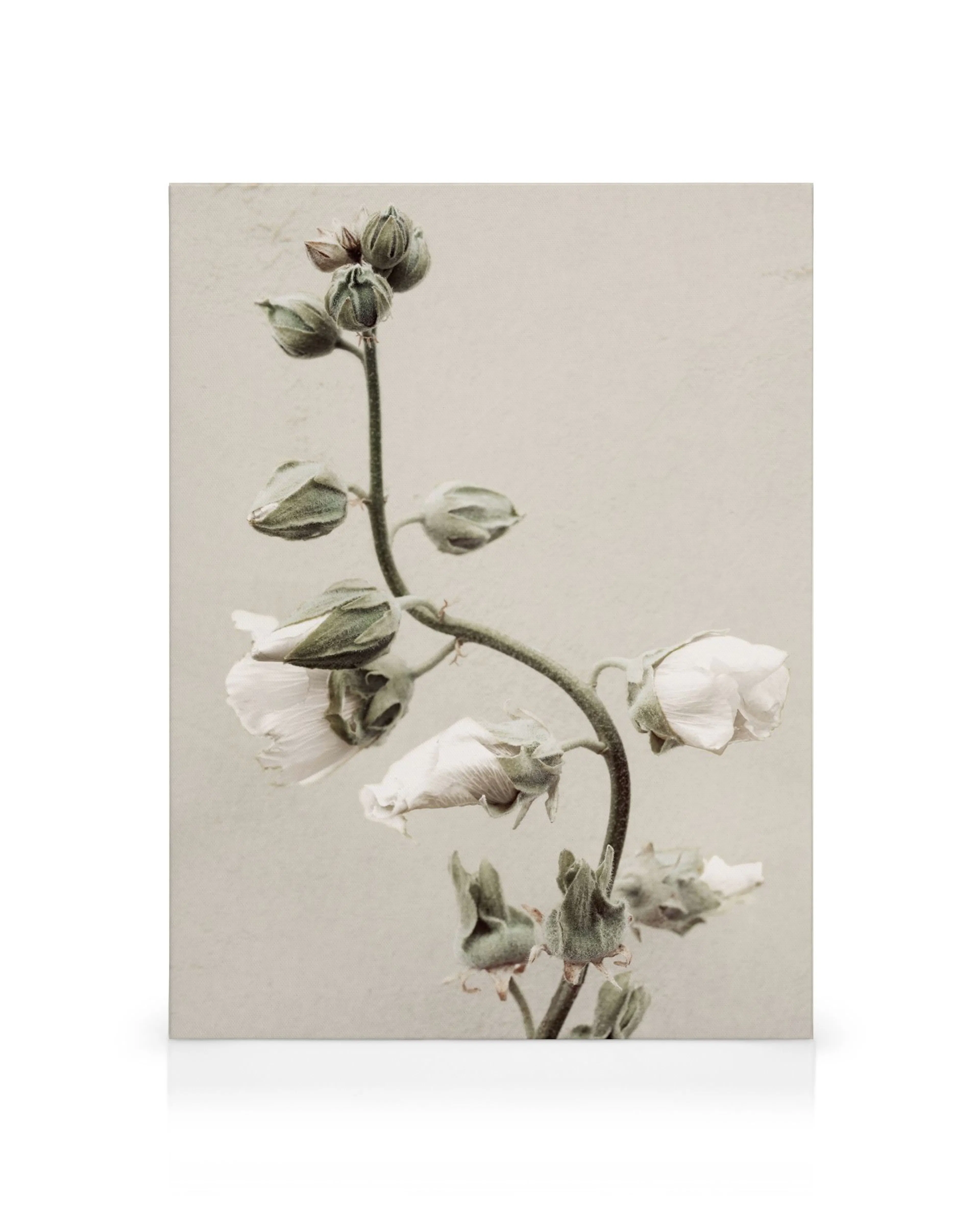 Stampa botanica con fiori bianchi delicati e boccioli verdi su stelo curvo, su tela beige.