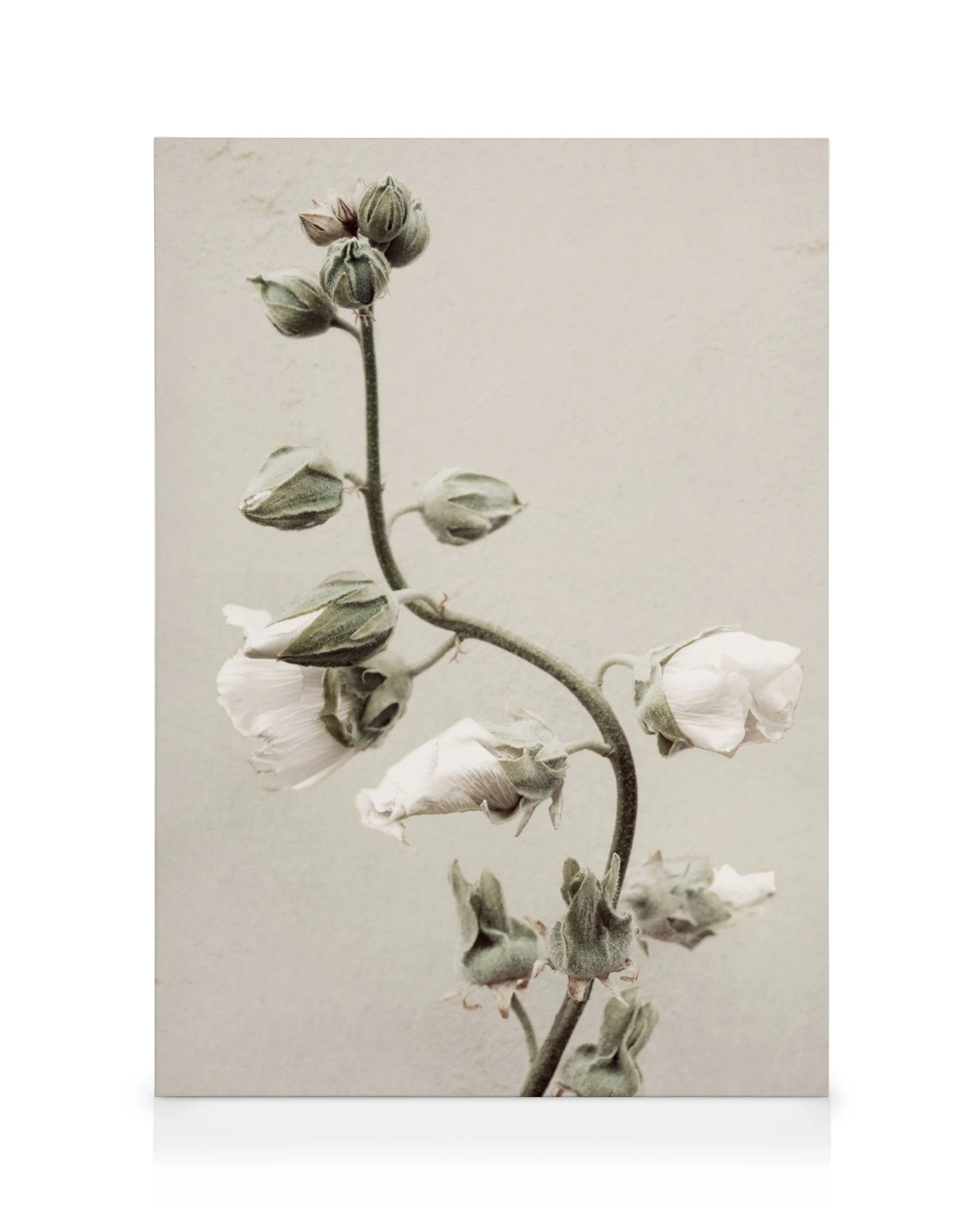 Leinwandbild mit weißen Blüten und grünen Knospen an einem geschwungenen Stiel, botanische Wandkunst