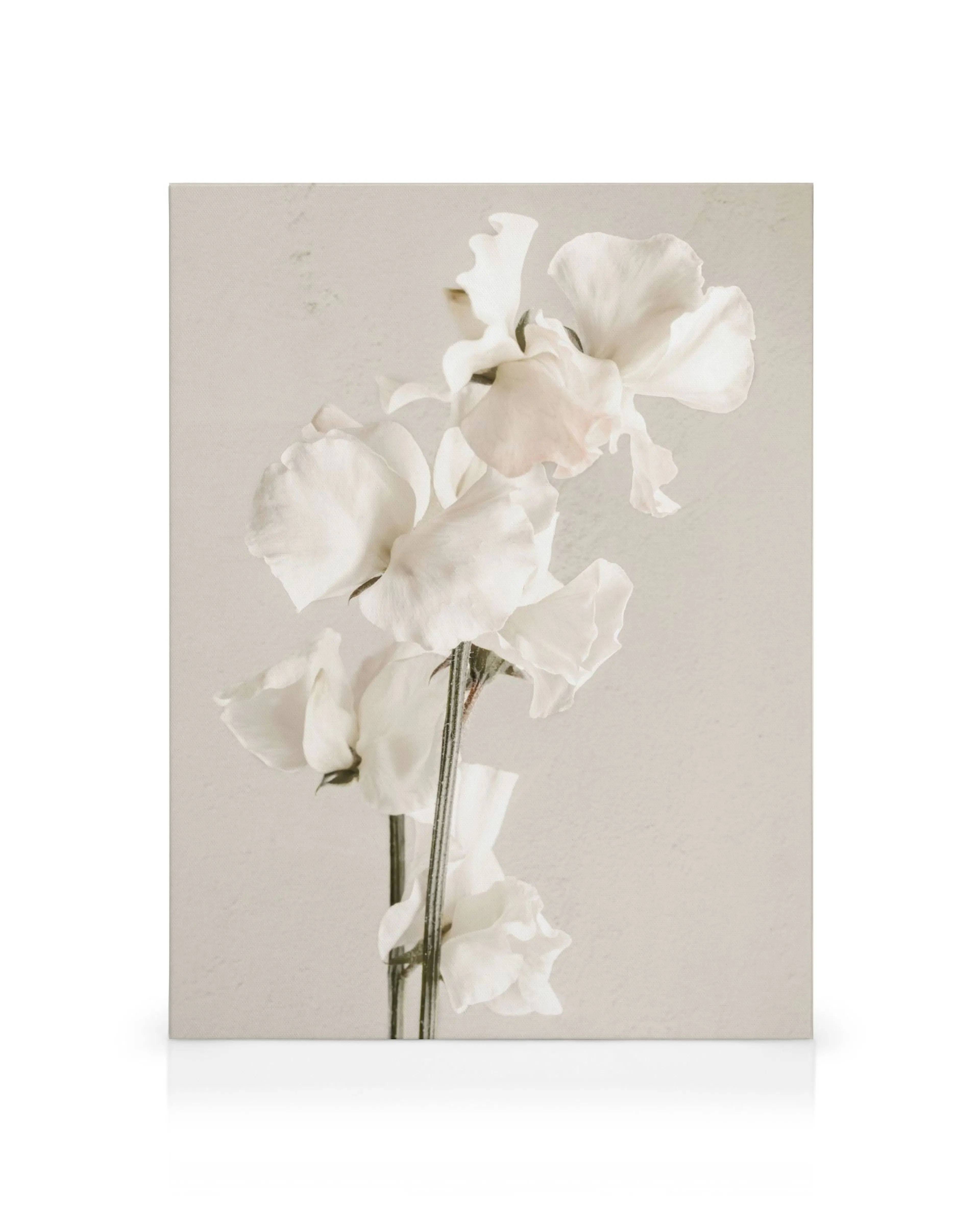 White floral canvas print with soft petals against a textured beige background, botanical wall art.