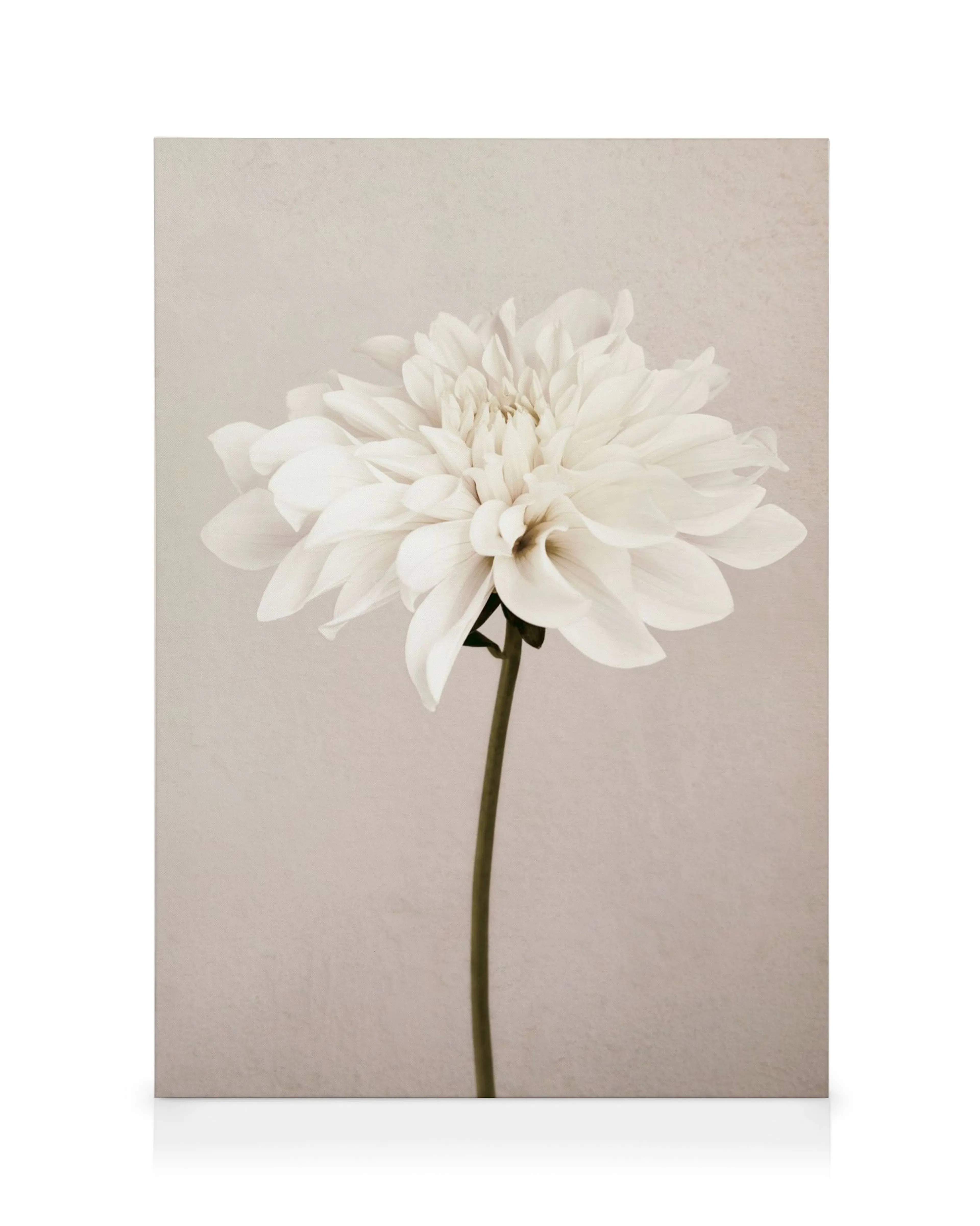 Primer plano de una delicada flor blanca con pétalos suaves y un tallo largo, sobre un fondo beige texturizado.