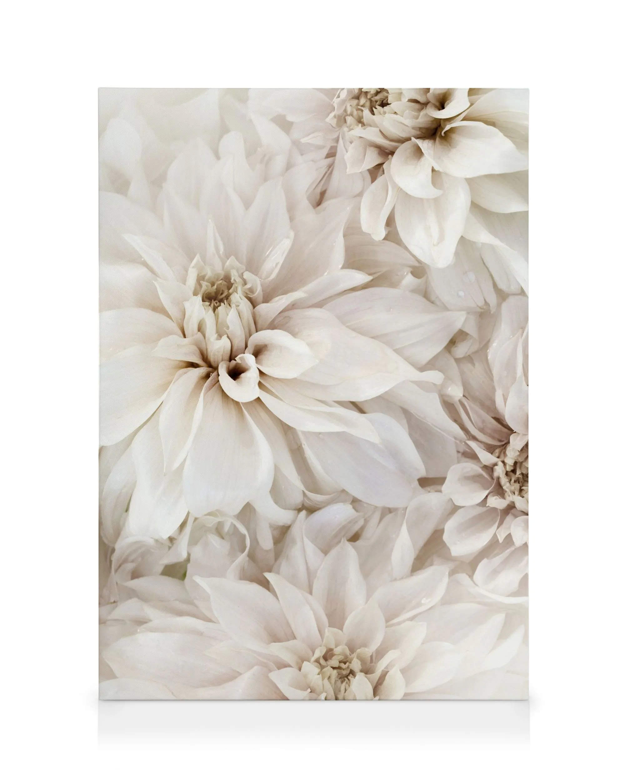 Stampa su tela con fiori bianchi e petali stratificati, alcuni rosa tenue, su sfondo bianco.