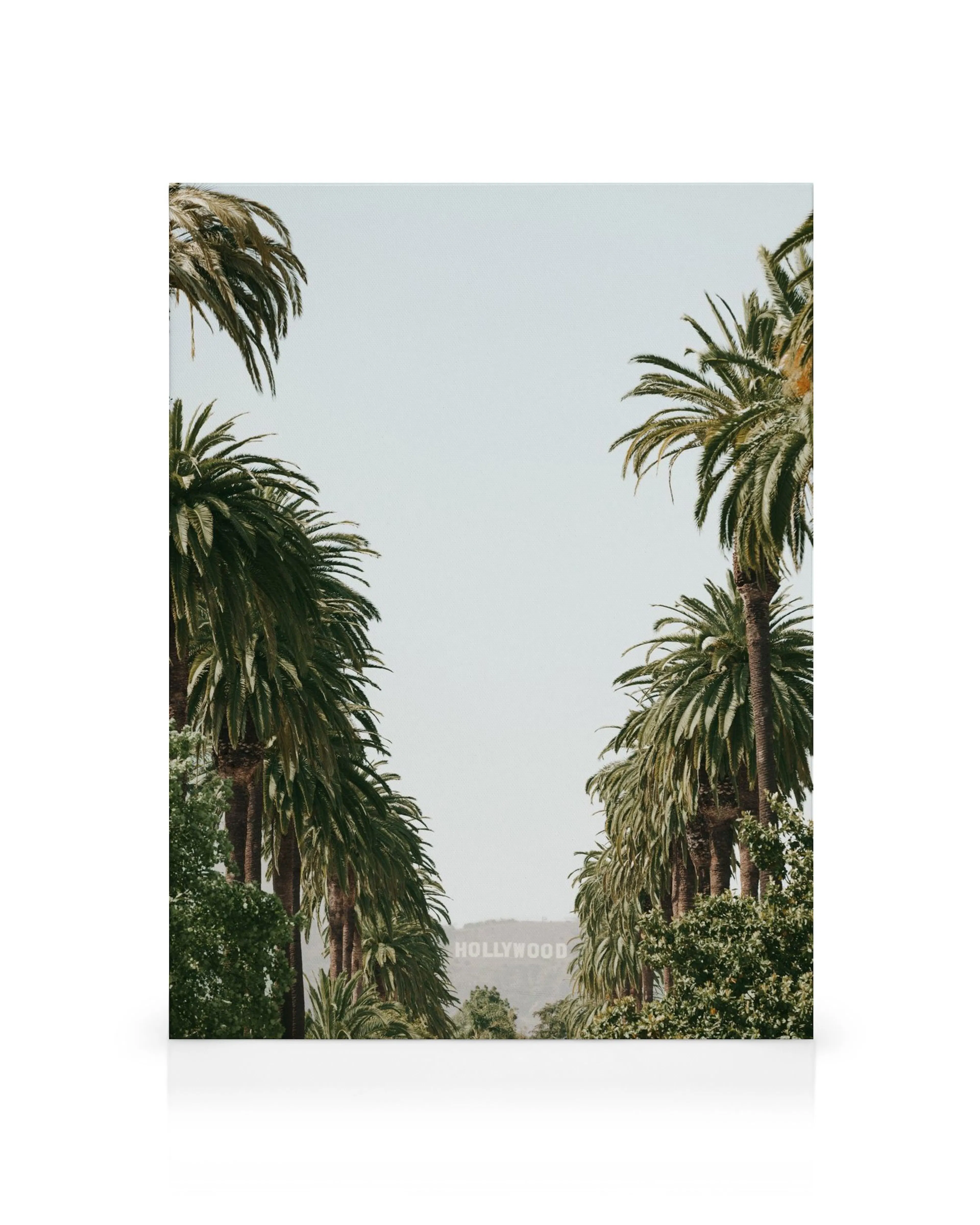 Hollywood sign partially visible through tall palm trees, light blue sky, green foliage, travel wall art.